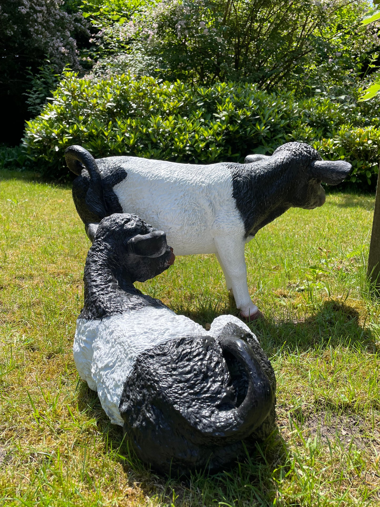 Beeld set kalf, Koe tuin, vijver, boerderij, dierentuin 70-55cm