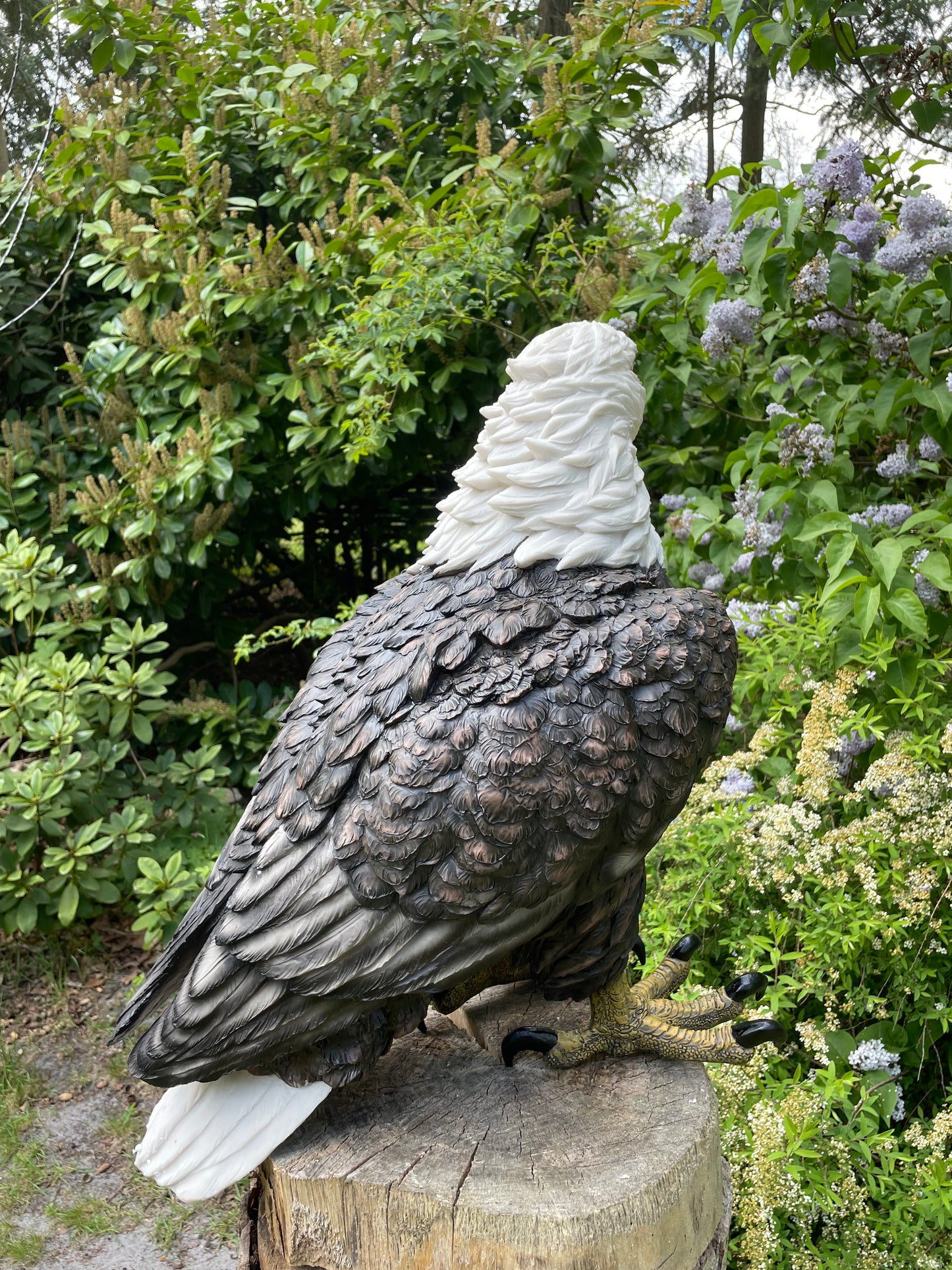 Beeld Arend groot, gazon, tuin, vijver, dierentuin 55cm