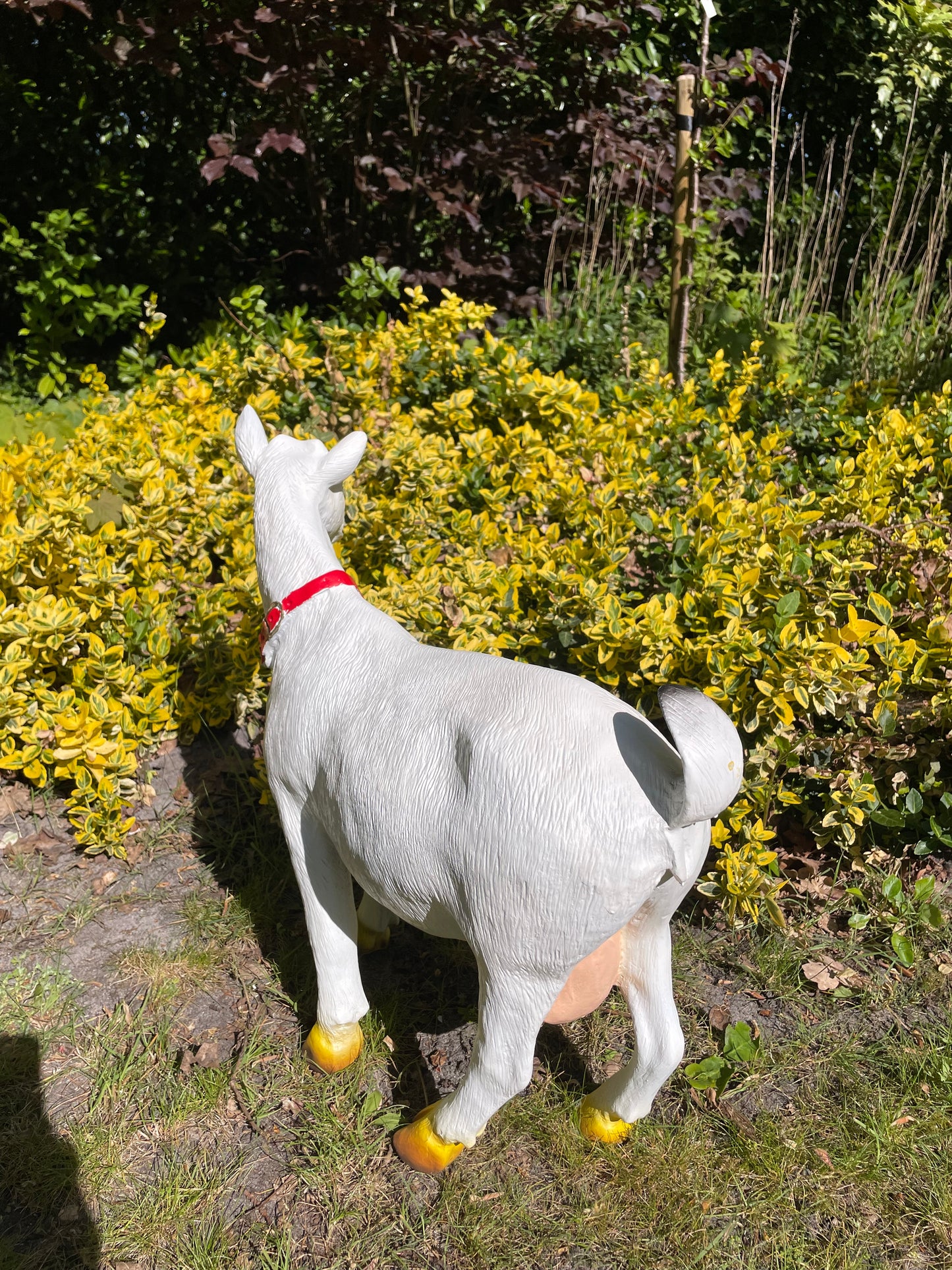 Beeld Geit rode halsband tuin, gazon, boerderij 55cm