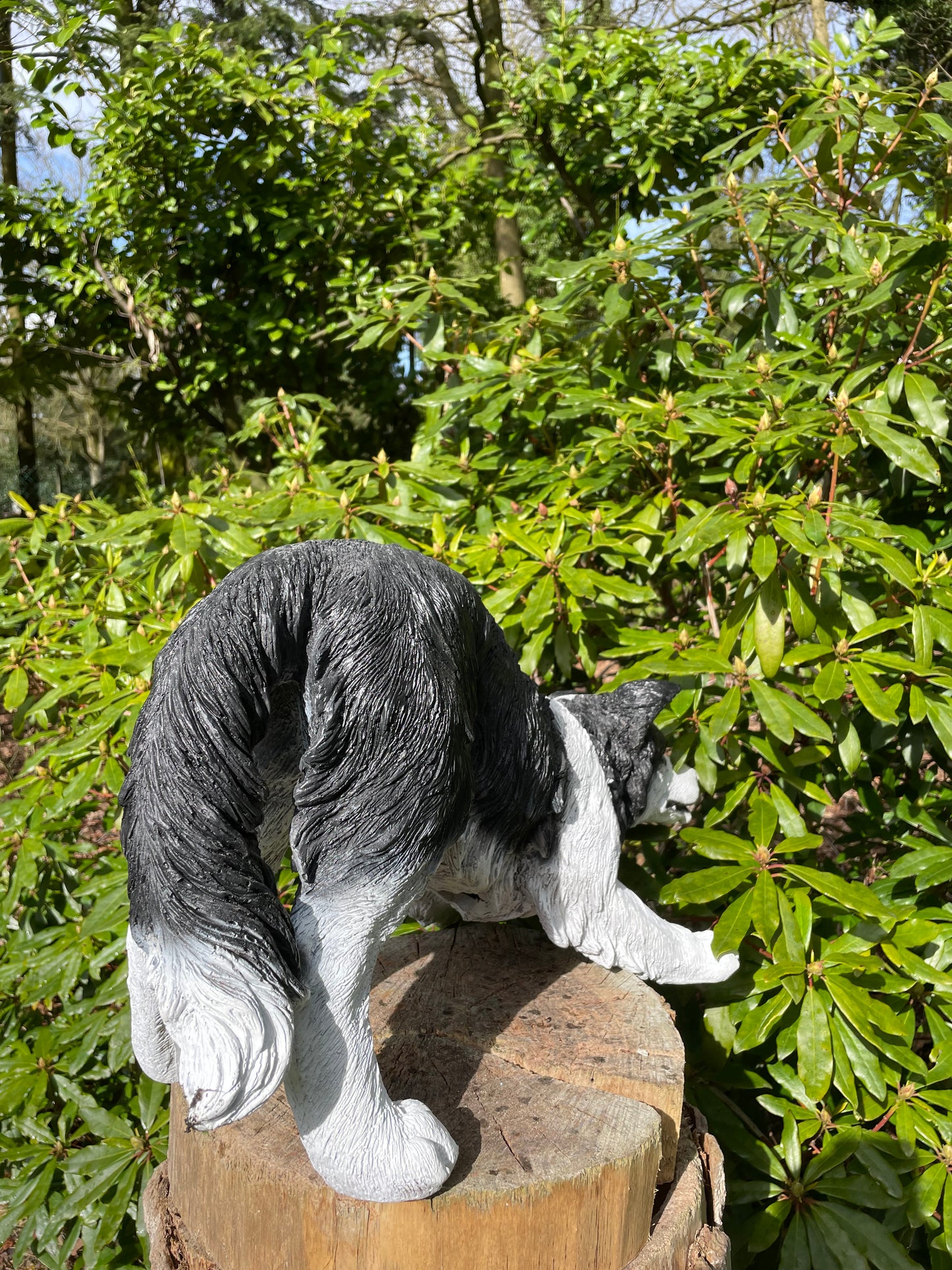 (Tuin)beeld Bordercollie, hond, tuin, kennel 60cm