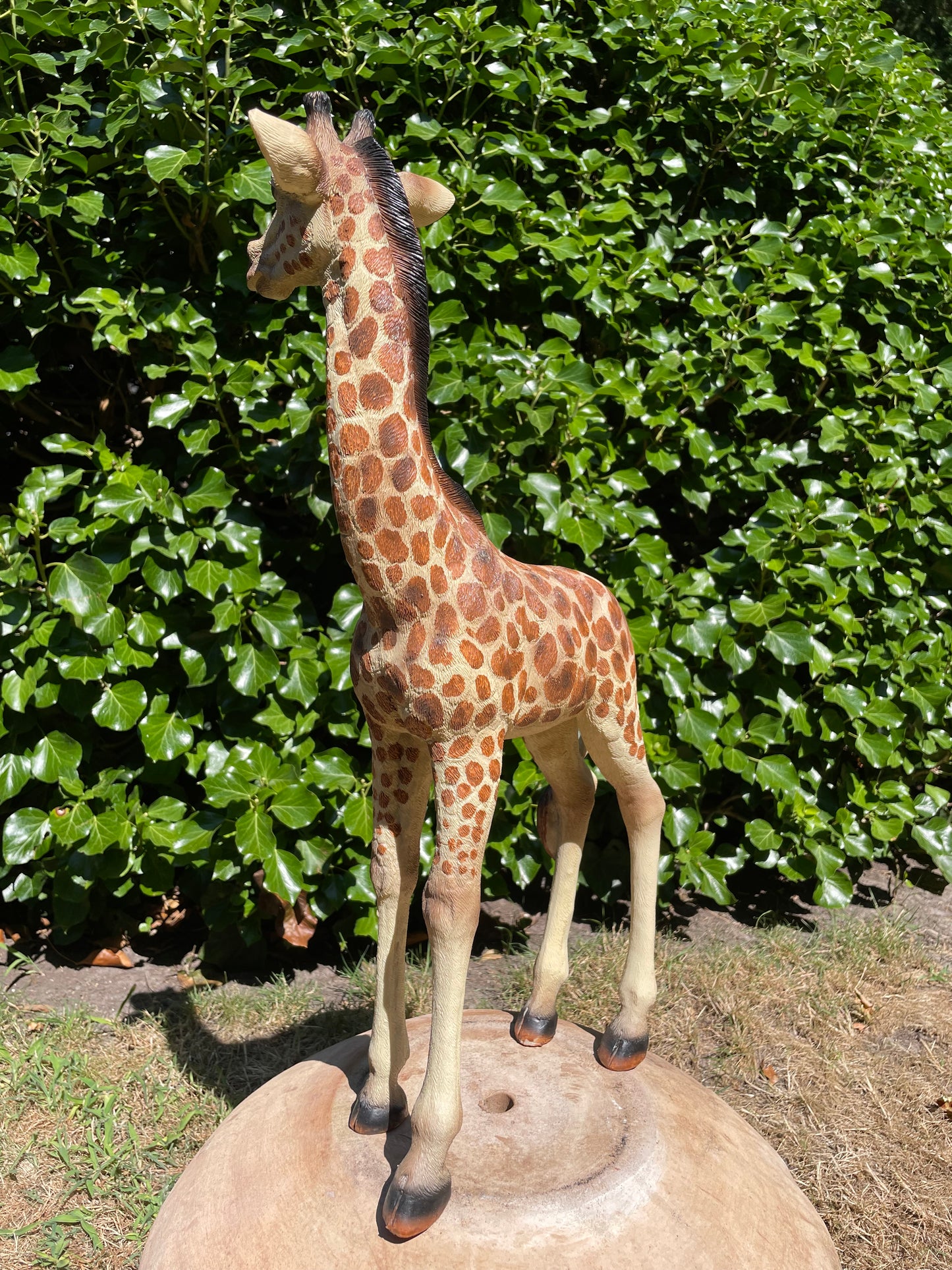 Giraf, staand, tuin, woonkamer, dierentuin 55cm