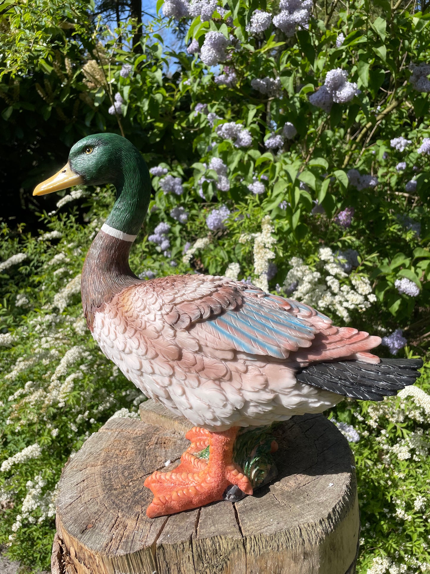 Beeld Eend, tuin, zwembad, vijver, boerderij 40cm