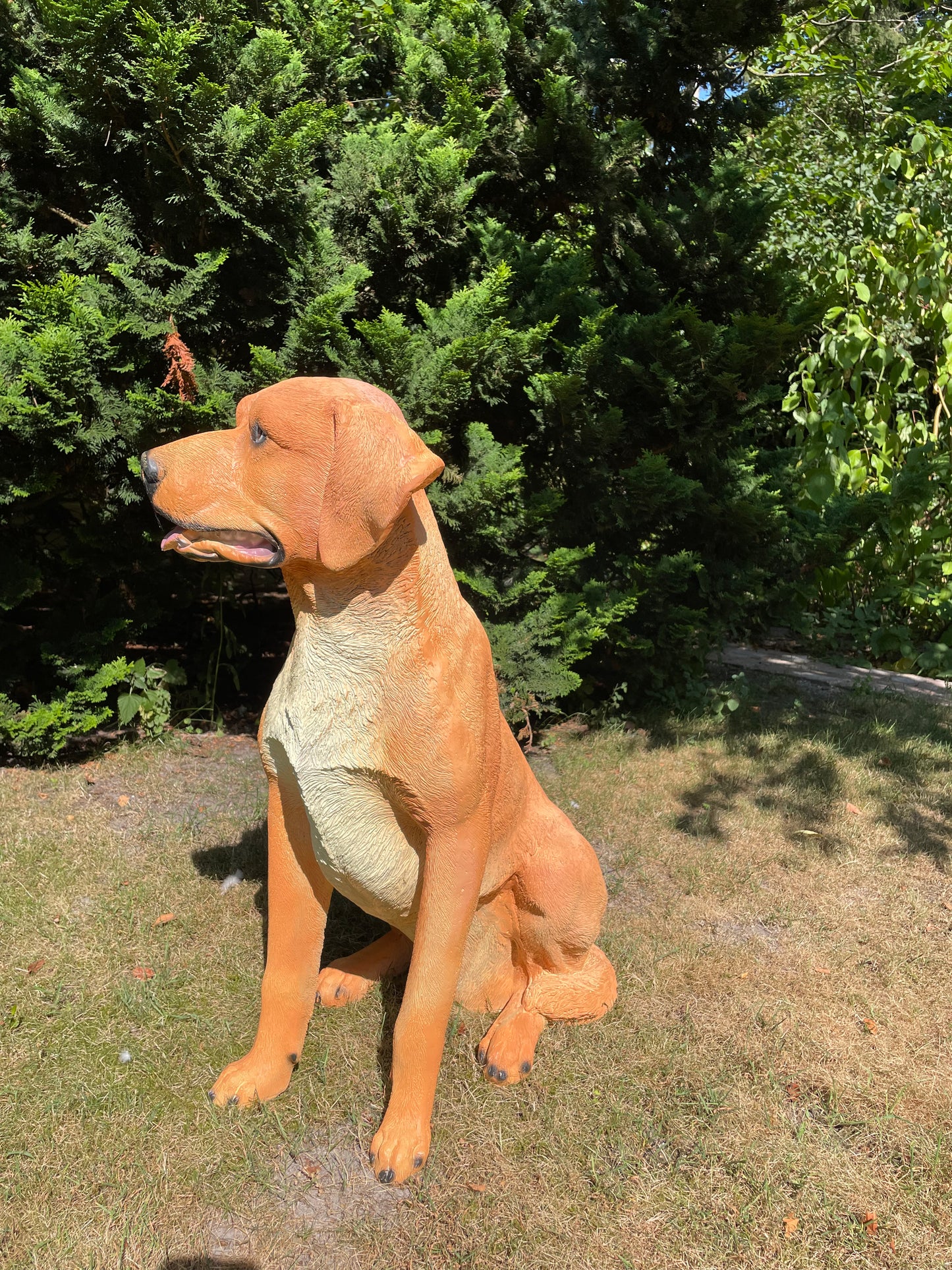 Beeld hond labrador, Golden Retriever donker goud 80cm