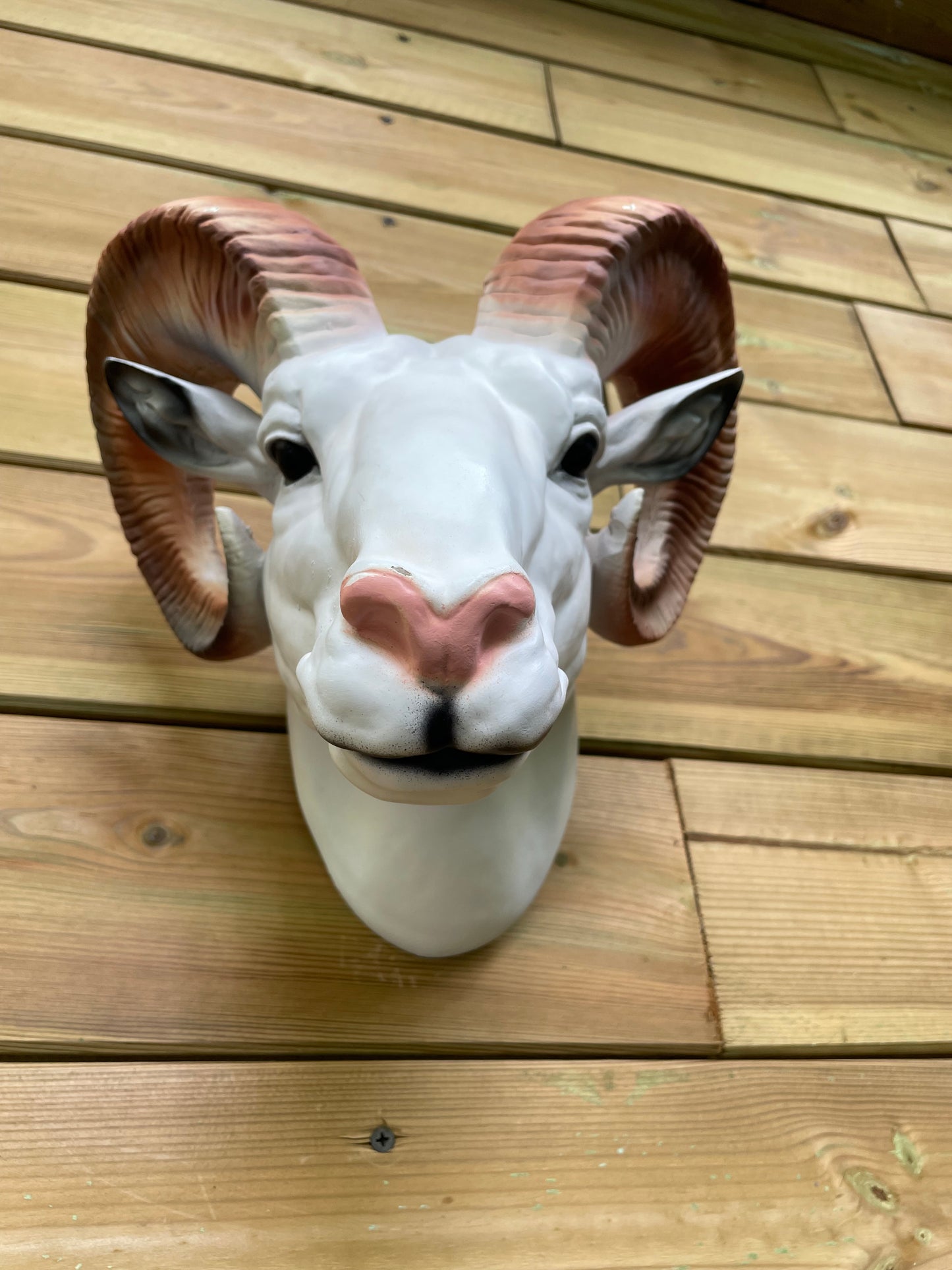 Wand trofee Bok, geit, woonkamer, slaapkamer, interieur 30cm