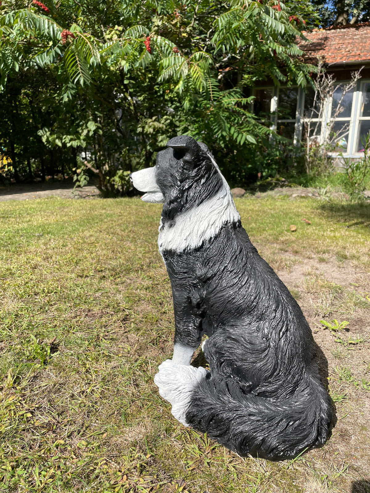 (Tuin)beeld Bordercollie zit, hond, tuin, kennel 50cm