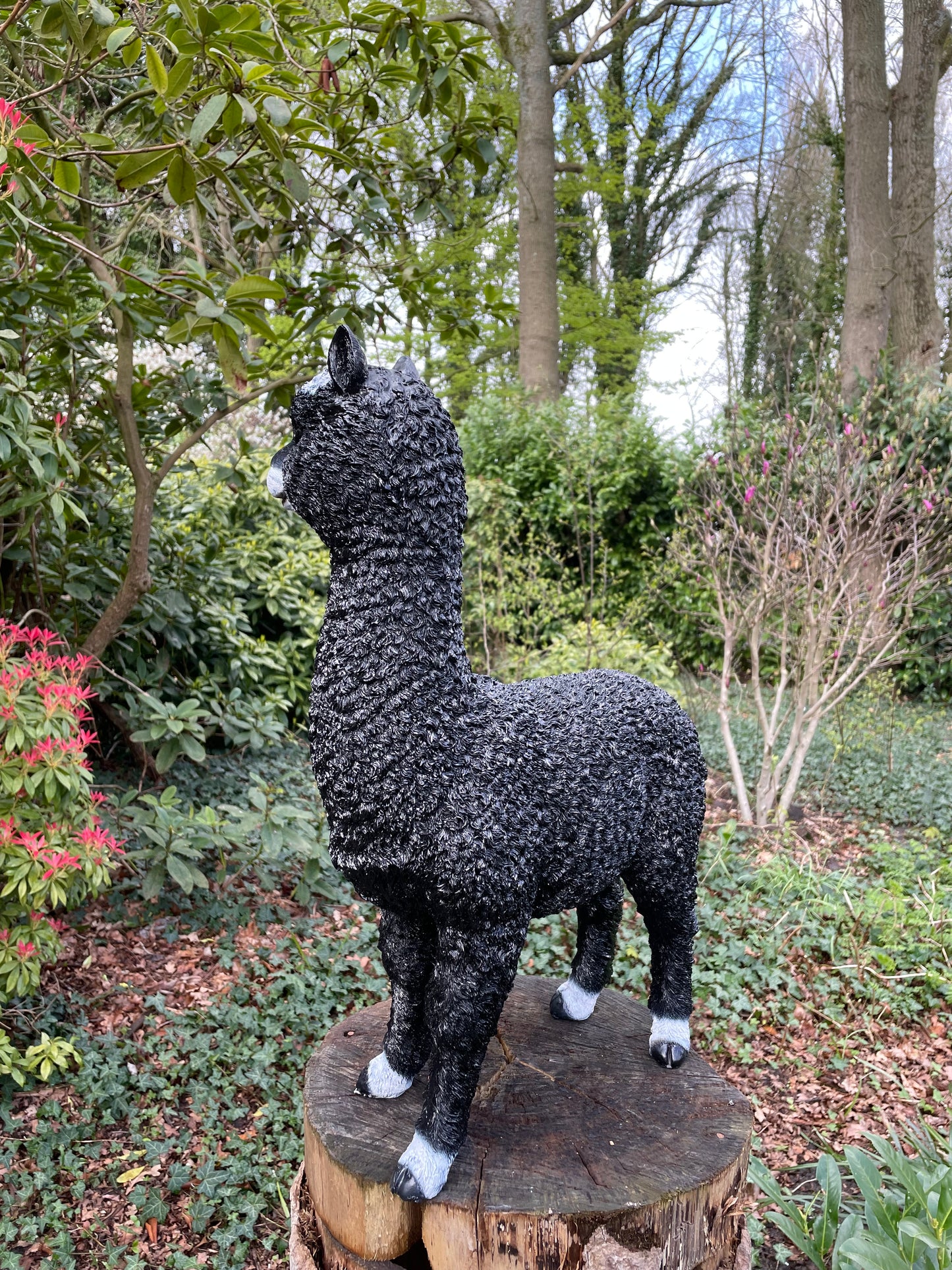 (Tuin)Beeld alpaca, lama, zwart, tuin, gazon, manege, boerderij 55cm
