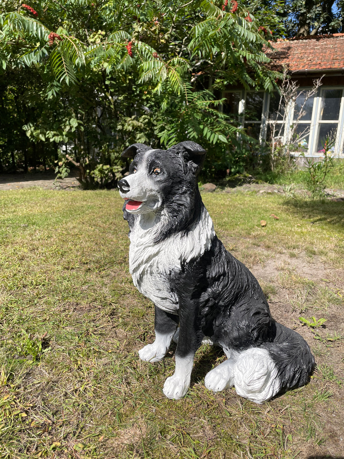 (Tuin)beeld Bordercollie zit, hond, tuin, kennel 50cm