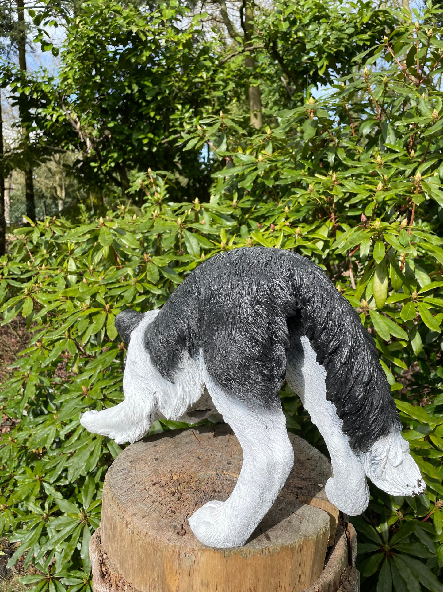 (Tuin)beeld Bordercollie, hond, tuin, kennel 60cm