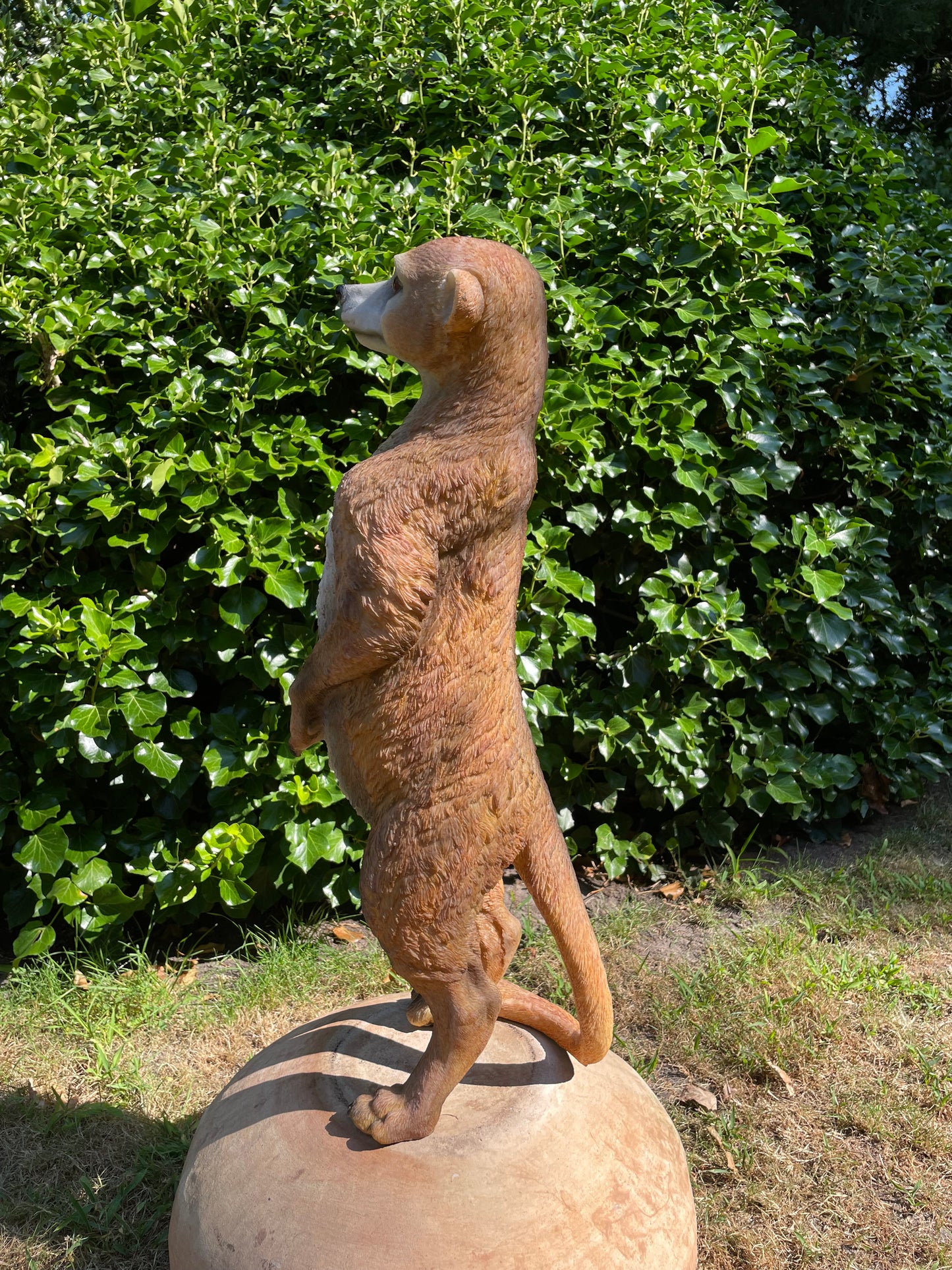 Beeld Stokstaart aap, tuin, vijver, dierentuin 62cm