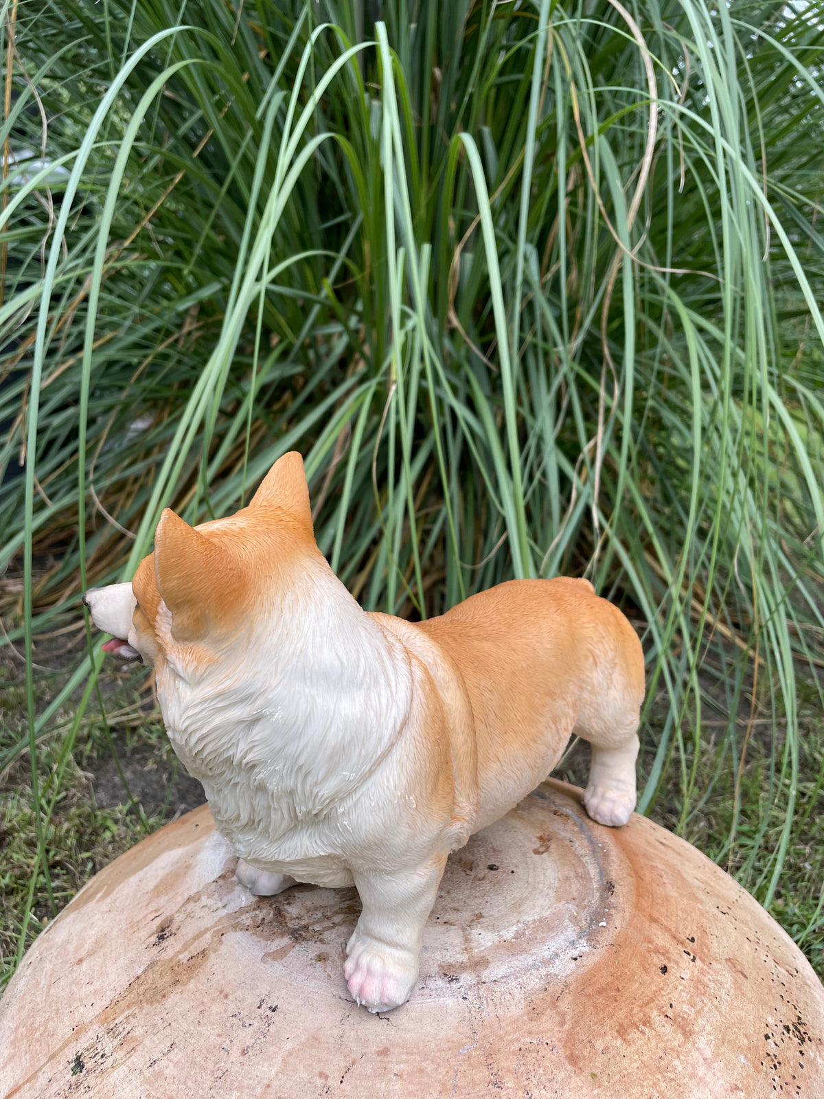 Welsh Corgi hond 30cm