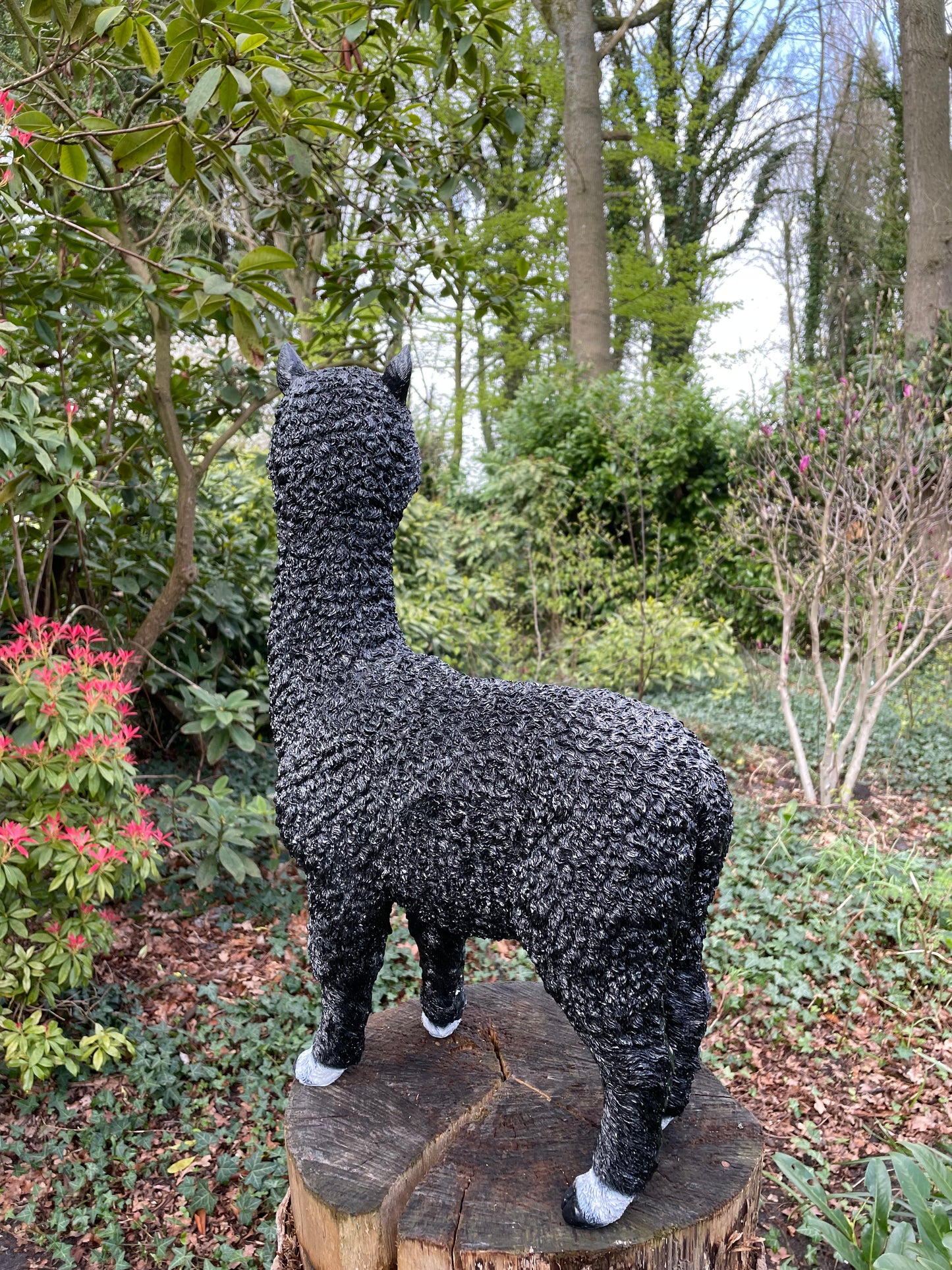 (Tuin)Beeld alpaca, lama, zwart, tuin, gazon, manege, boerderij 55cm