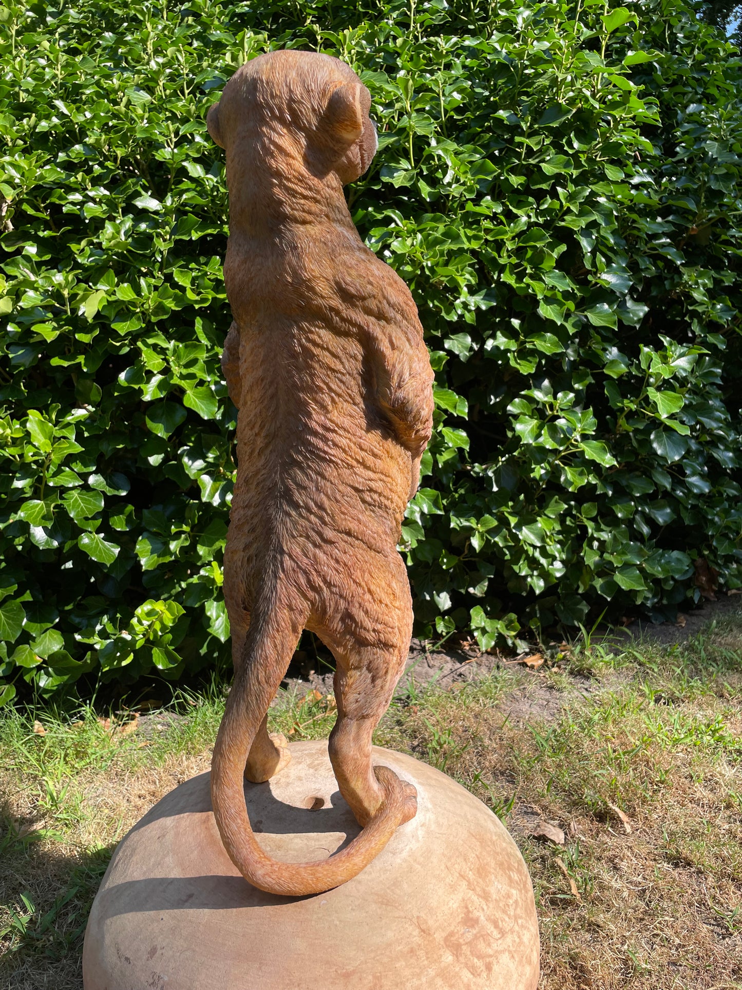 Beeld Stokstaart aap, tuin, vijver, dierentuin 62cm