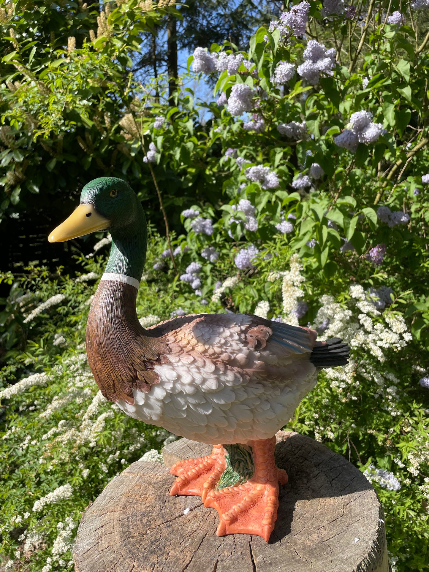 Beeld Eend, tuin, zwembad, vijver, boerderij 40cm