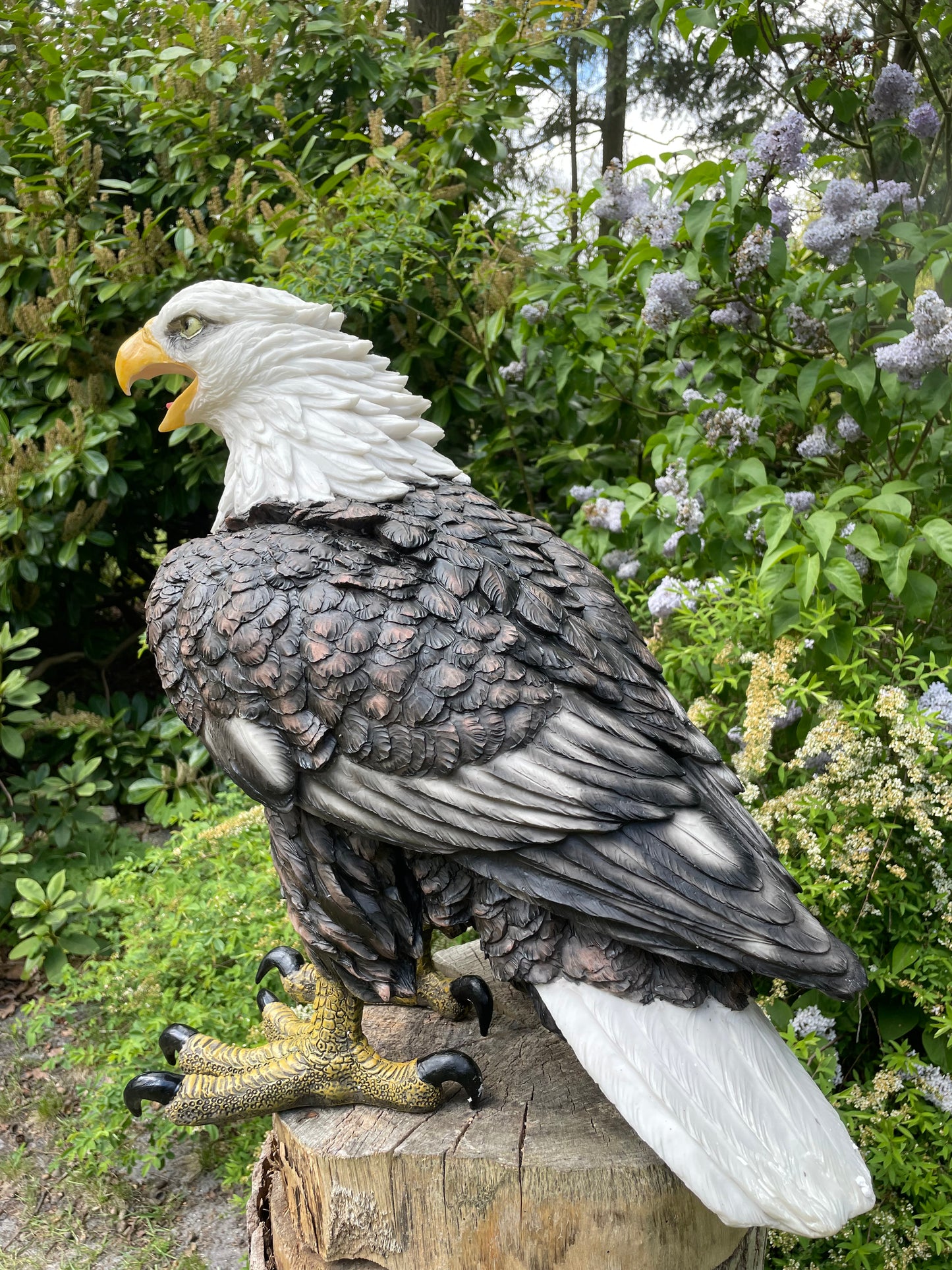 Beeld Arend groot, gazon, tuin, vijver, dierentuin 55cm