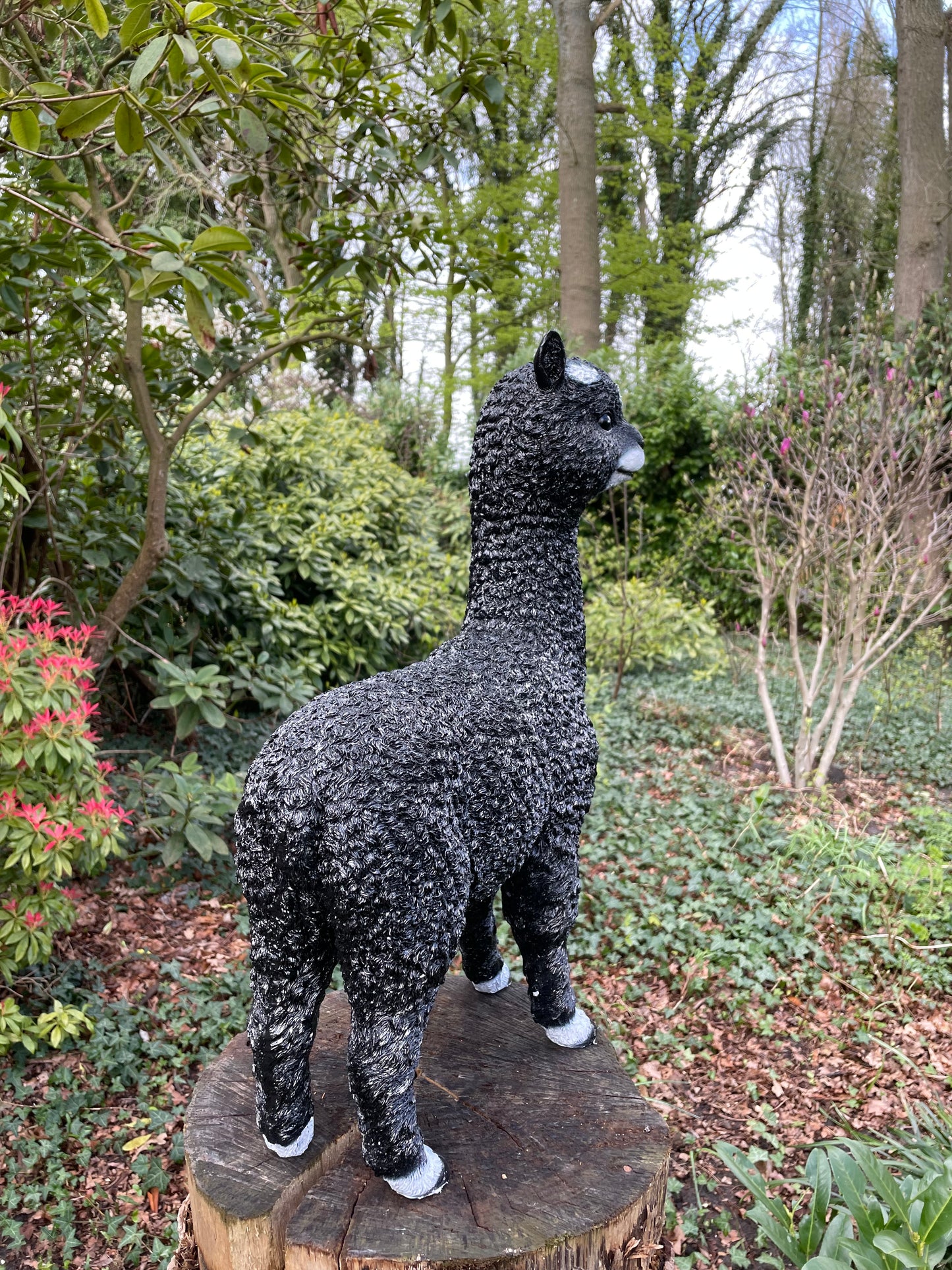 (Tuin)Beeld alpaca, lama, zwart, tuin, gazon, manege, boerderij 55cm
