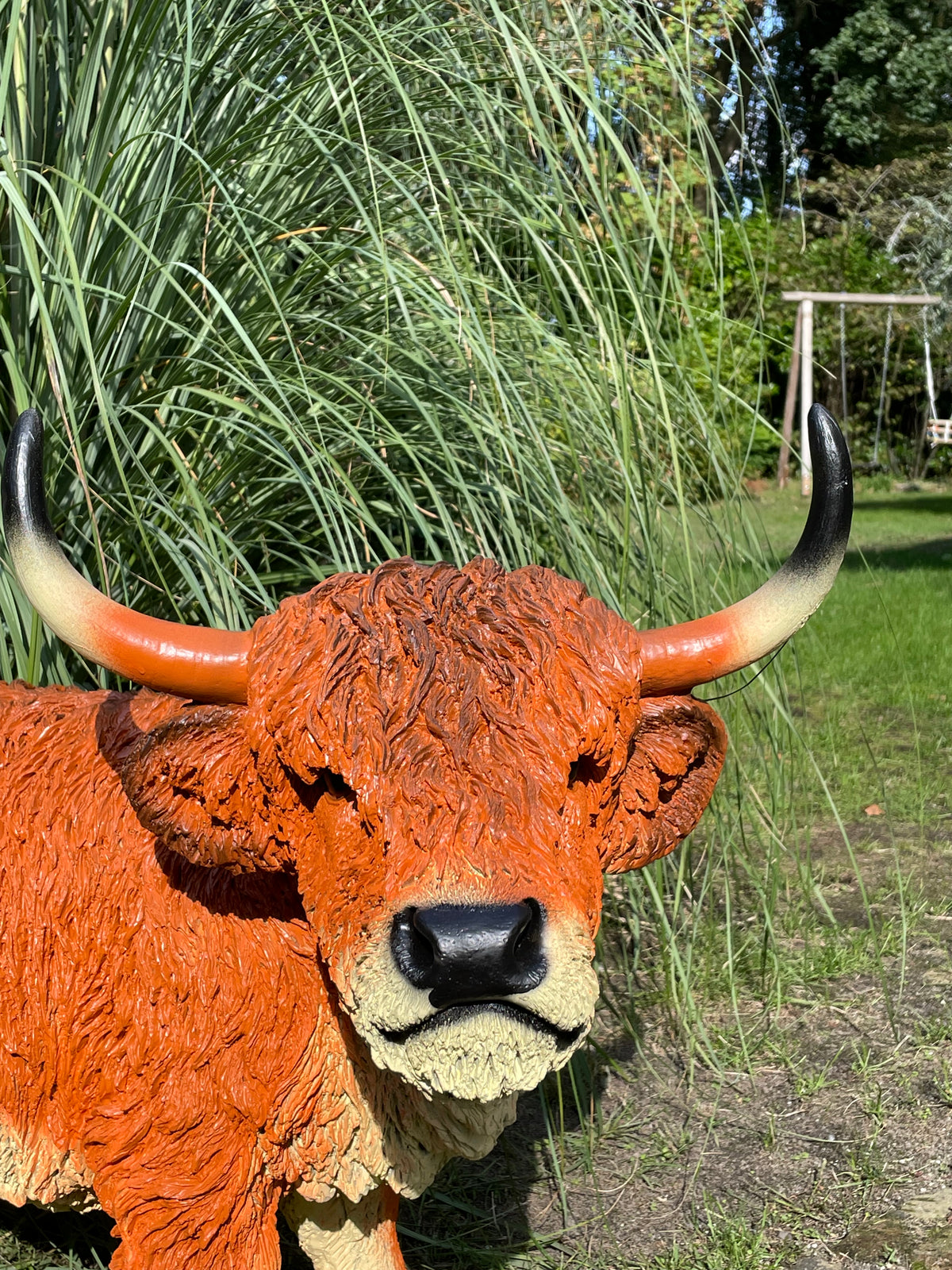 Schotse Hooglander, Rosse koe, tuin, boerderij, 100cm