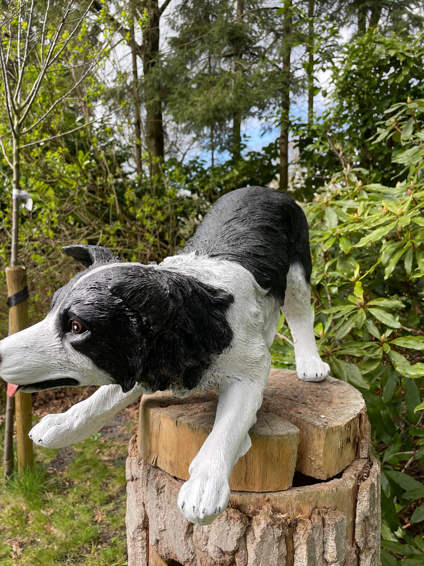 (Tuin)beeld Bordercollie, hond, tuin, kennel 60cm