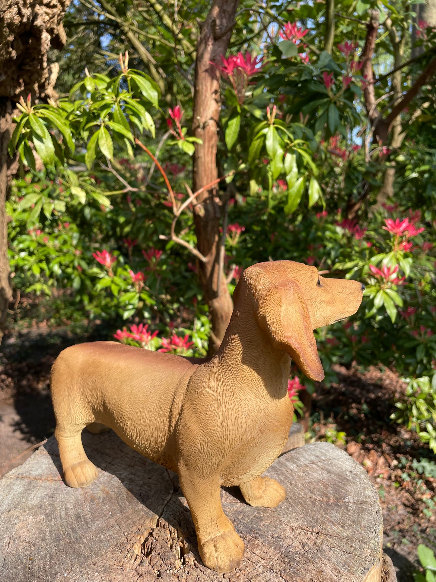 Beeld teckel, tekkel, staand licht hond, tuin, gazon 40 cm