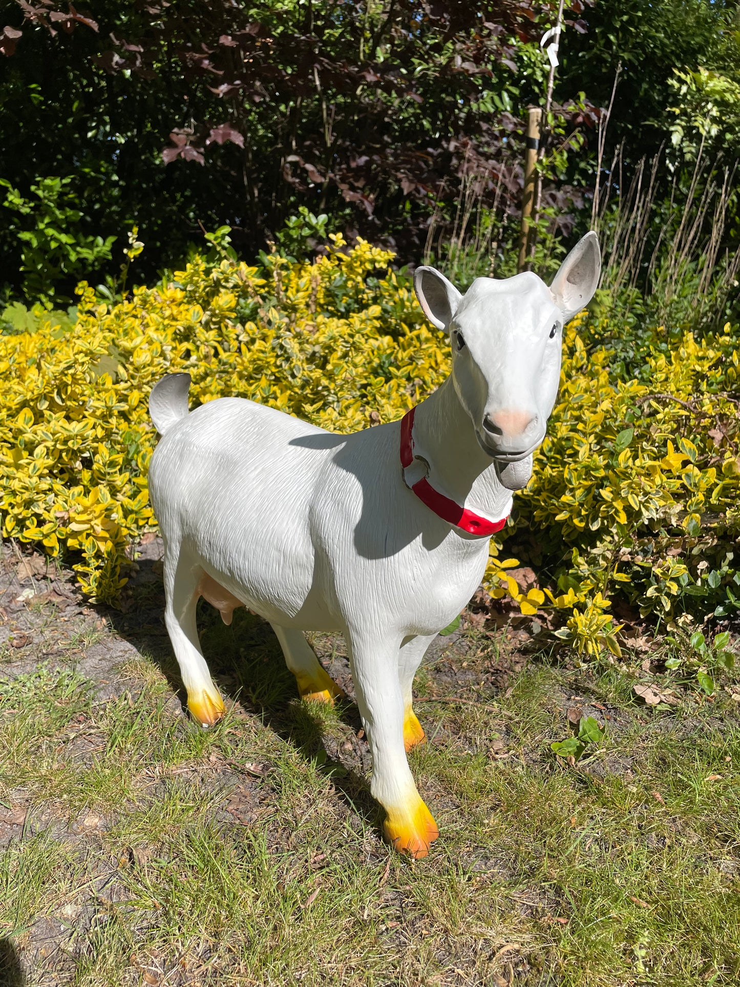 Beeld Geit rode halsband tuin, gazon, boerderij 55cm