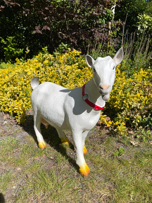 Beeld Geit rode halsband tuin, gazon, boerderij 55cm