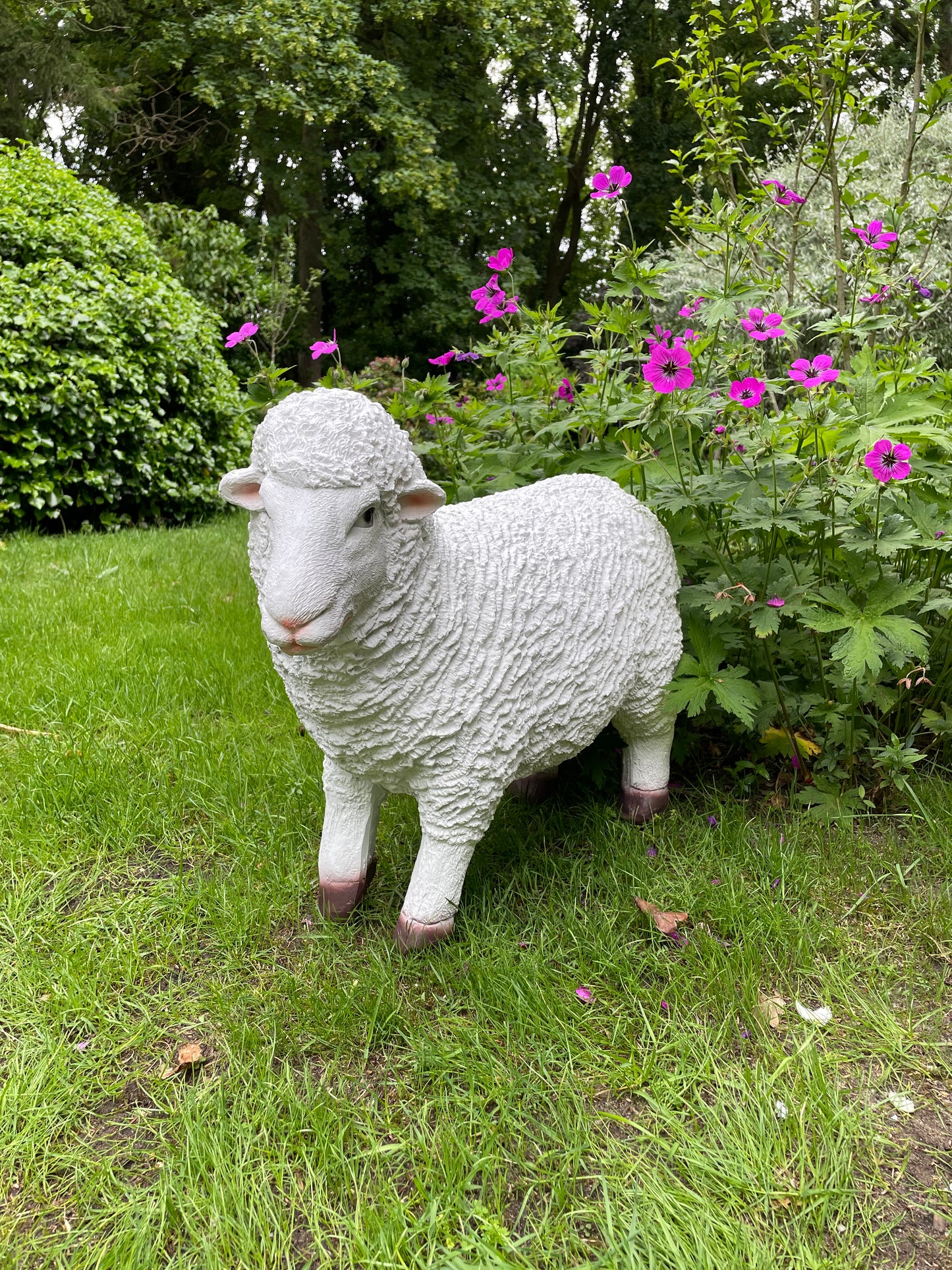 Set Merino wolschapen, gazon, tuin, boerderij 70-65cm