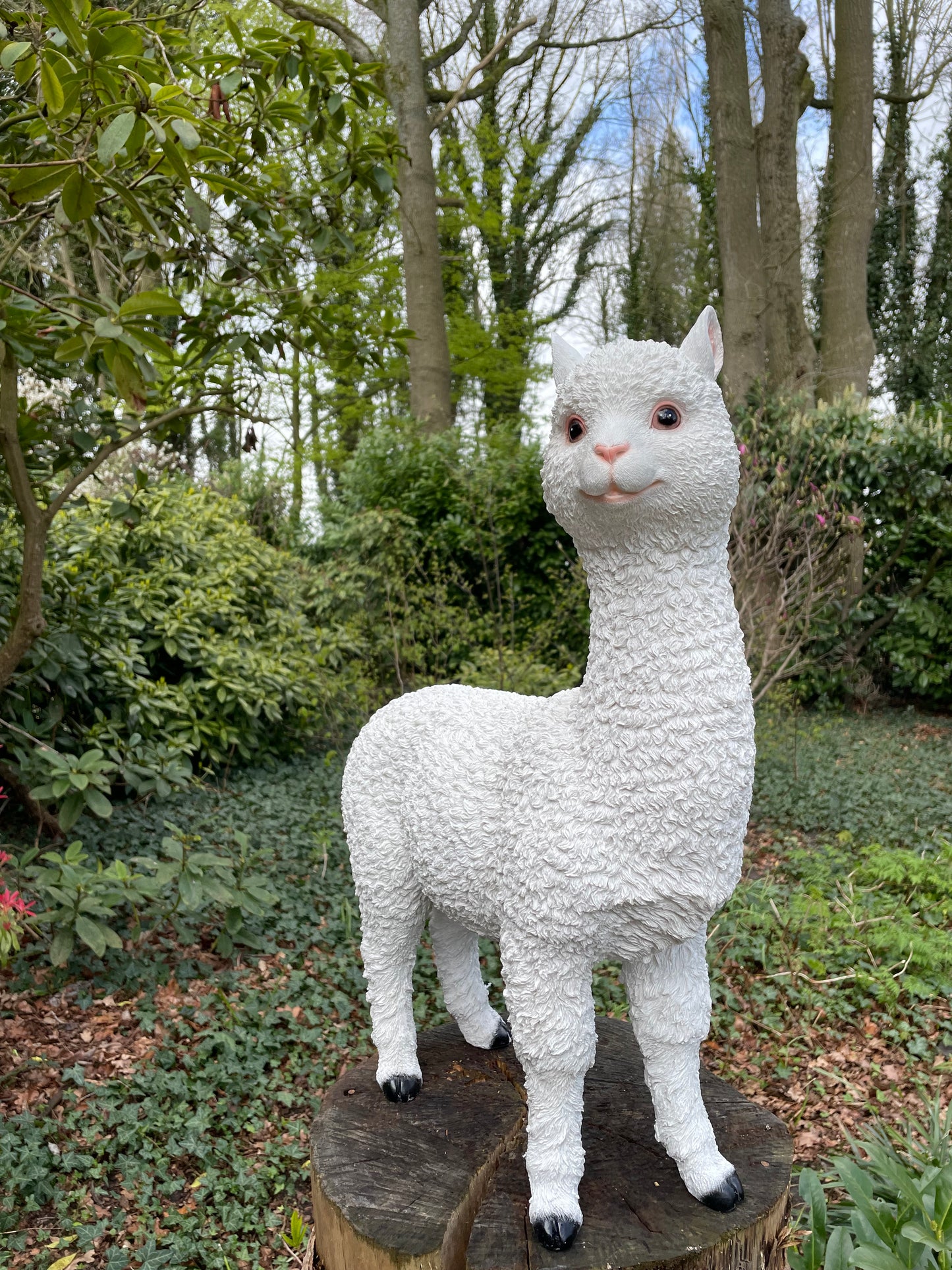 (Tuin)Beeld alpaca, lama, tuin, gazon, manege, boerderij 55cm