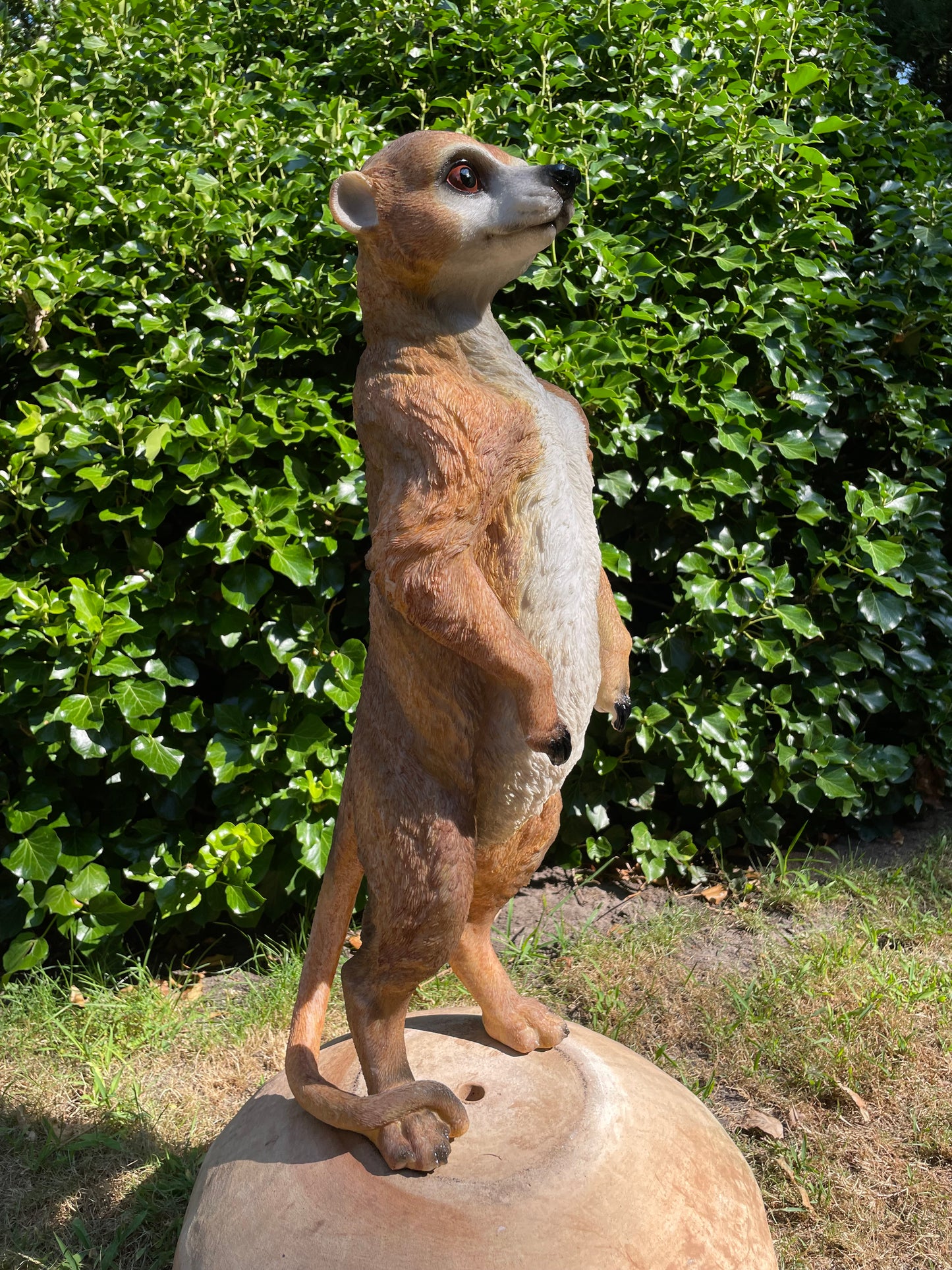 Beeld Stokstaart aap, tuin, vijver, dierentuin 62cm