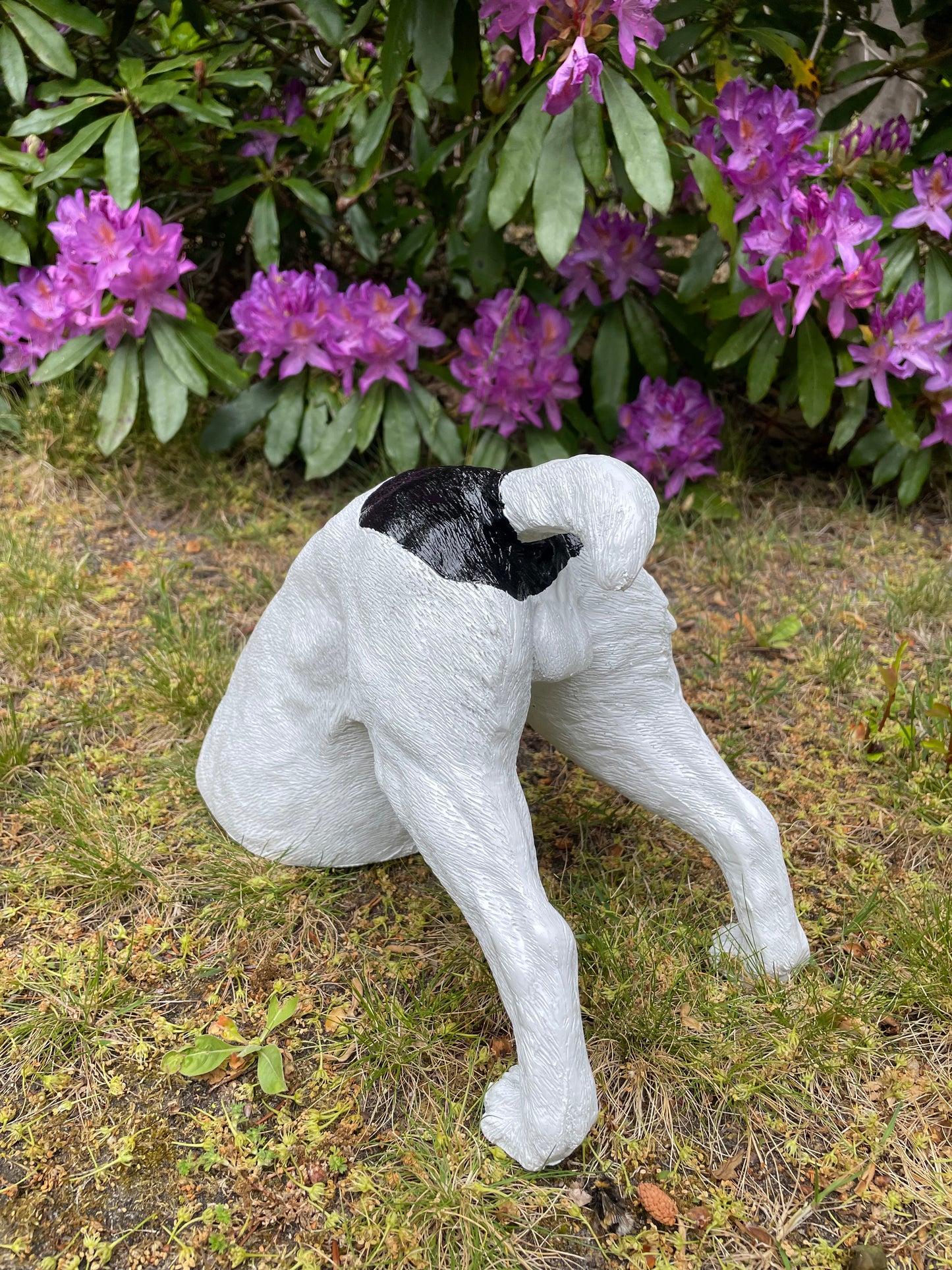 Beeld Jack Russel hond wit/zwart tuin, gazon, boerderij 30cm