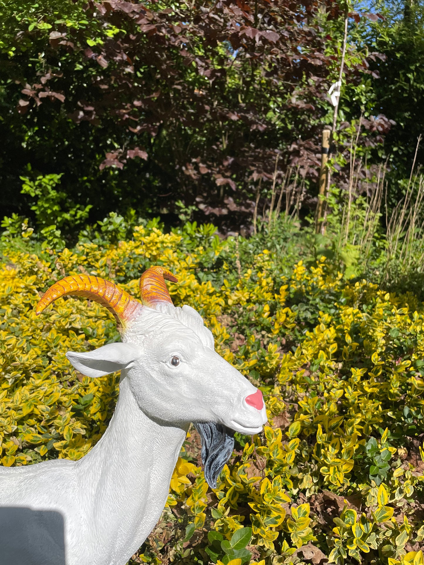 Beeld bok, Geit gele hoorns tuin, gazon, boerderij 65cm