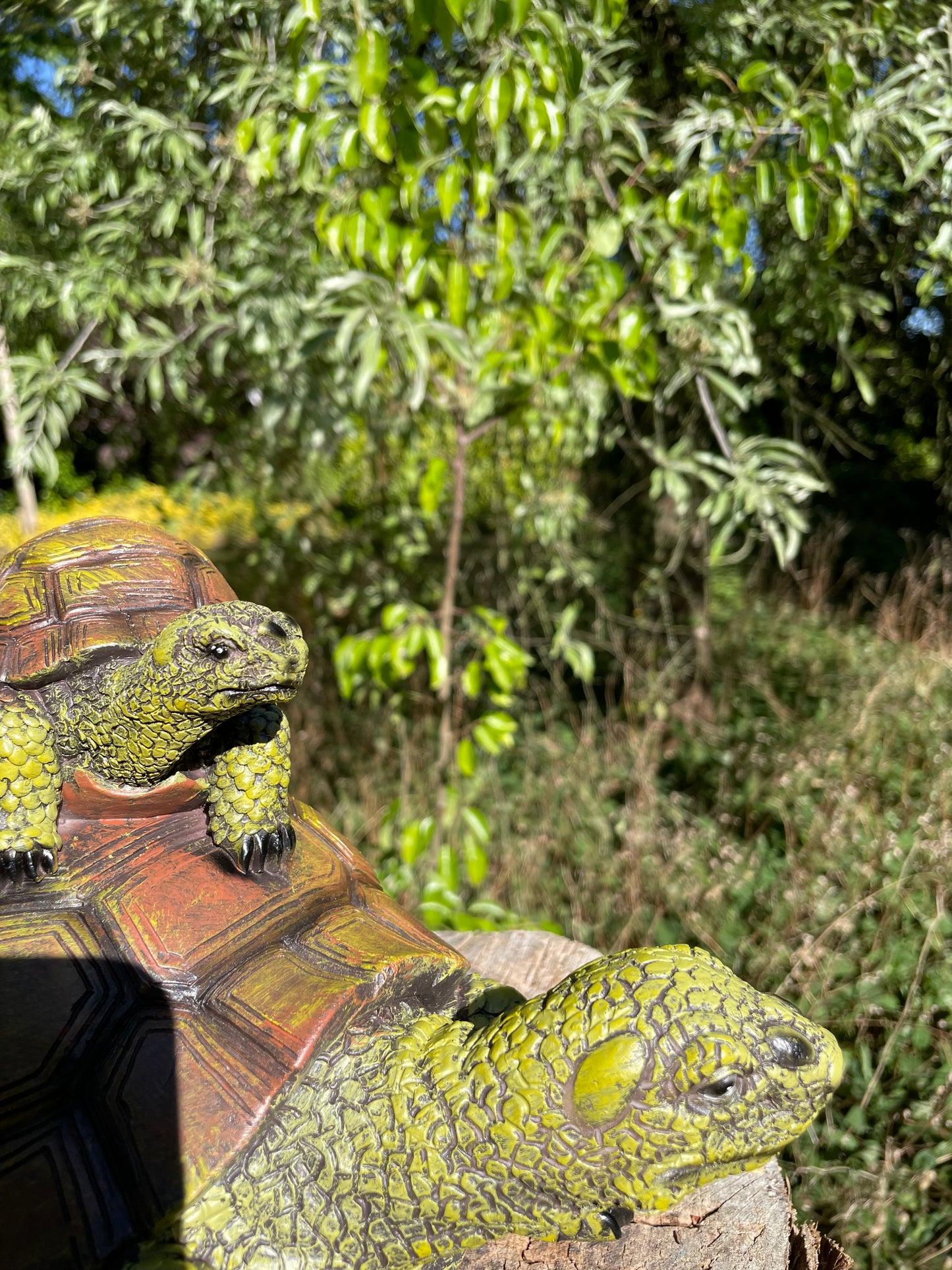 Baby schildpad, gazon, tuin, vijver, 30 cm