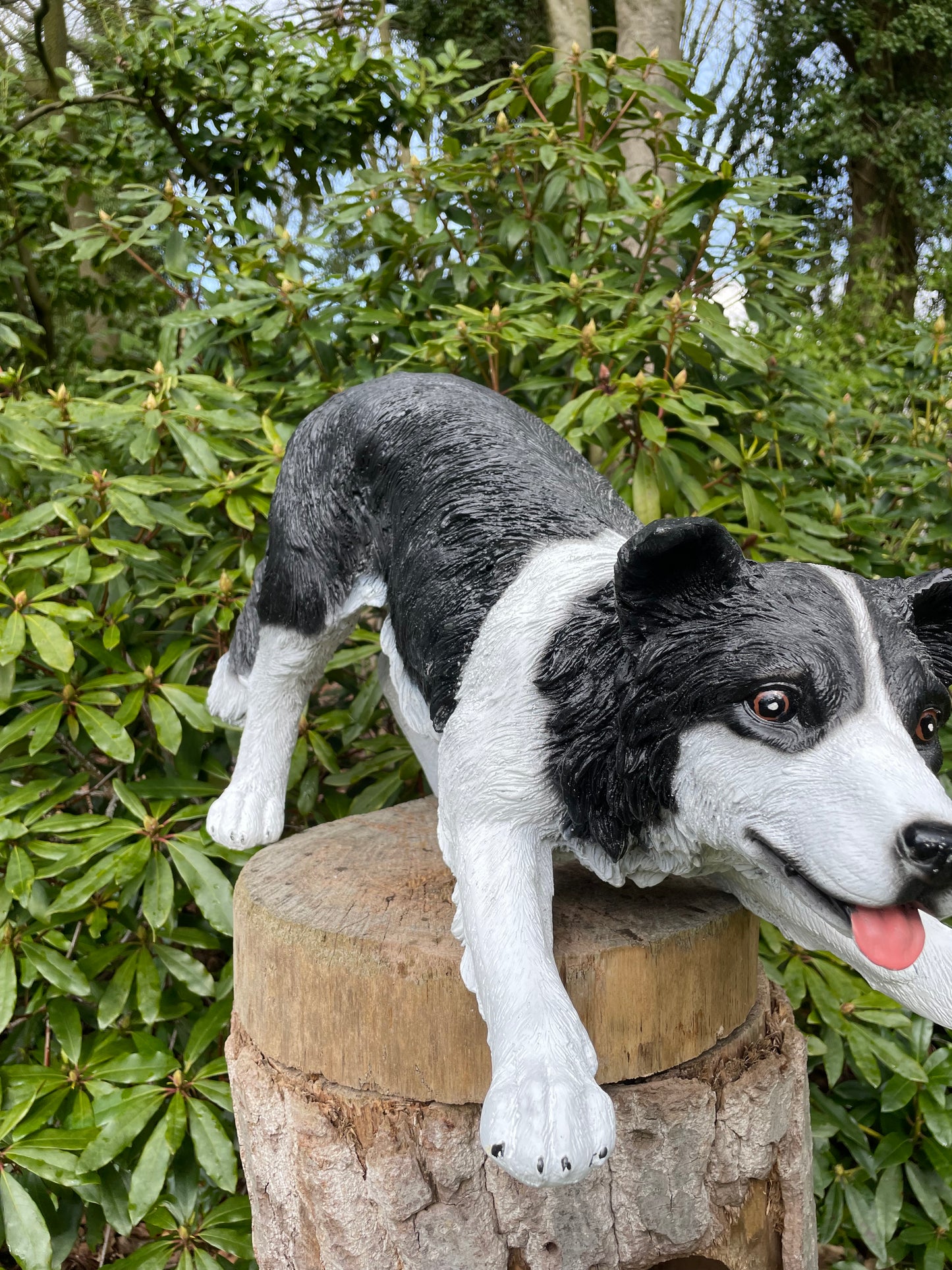 (Tuin)beeld Bordercollie, hond, tuin, kennel 60cm