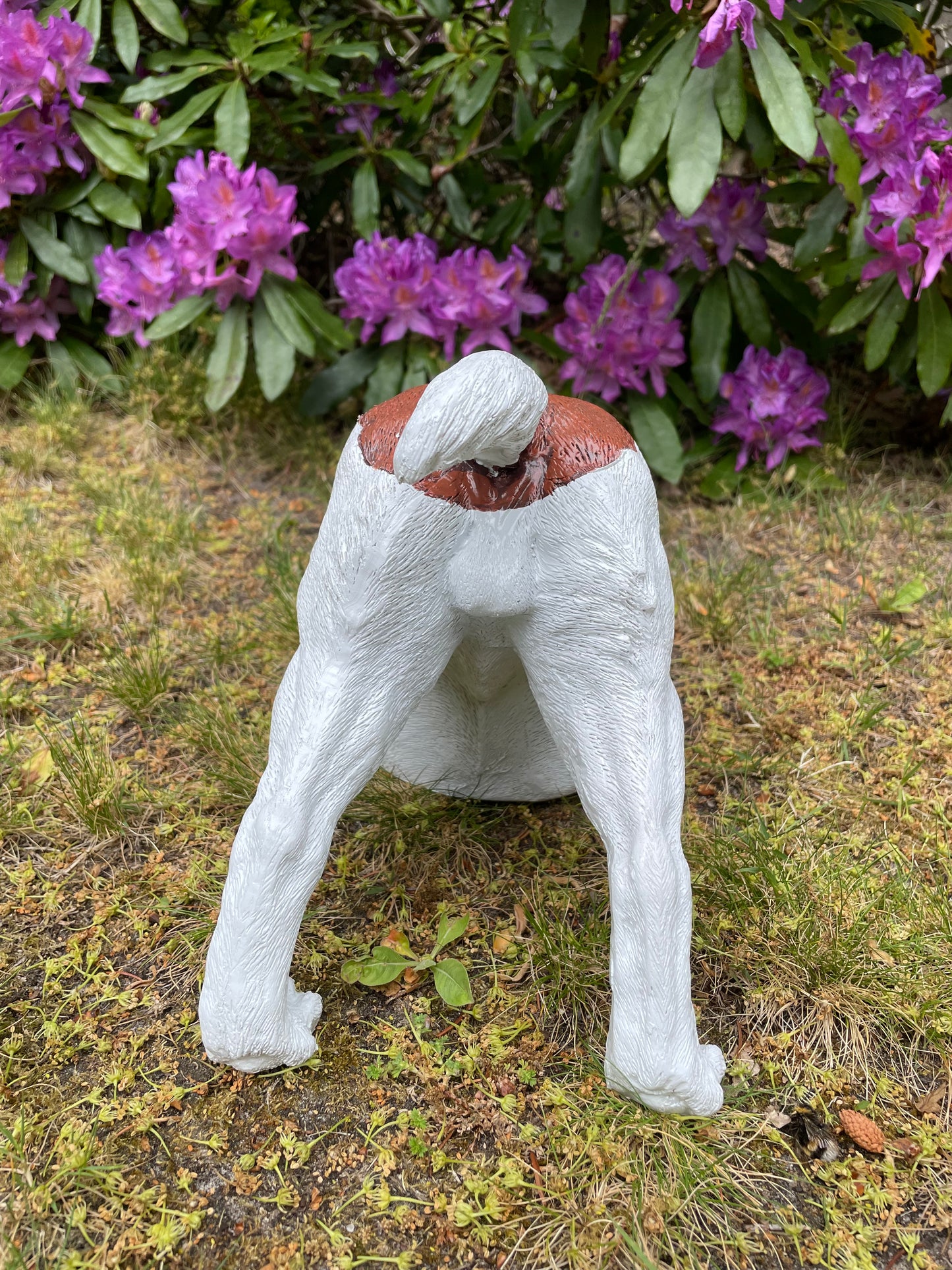 Beeld Jack Russel hond wit/bruin tuin, gazon, boerderij 30cm