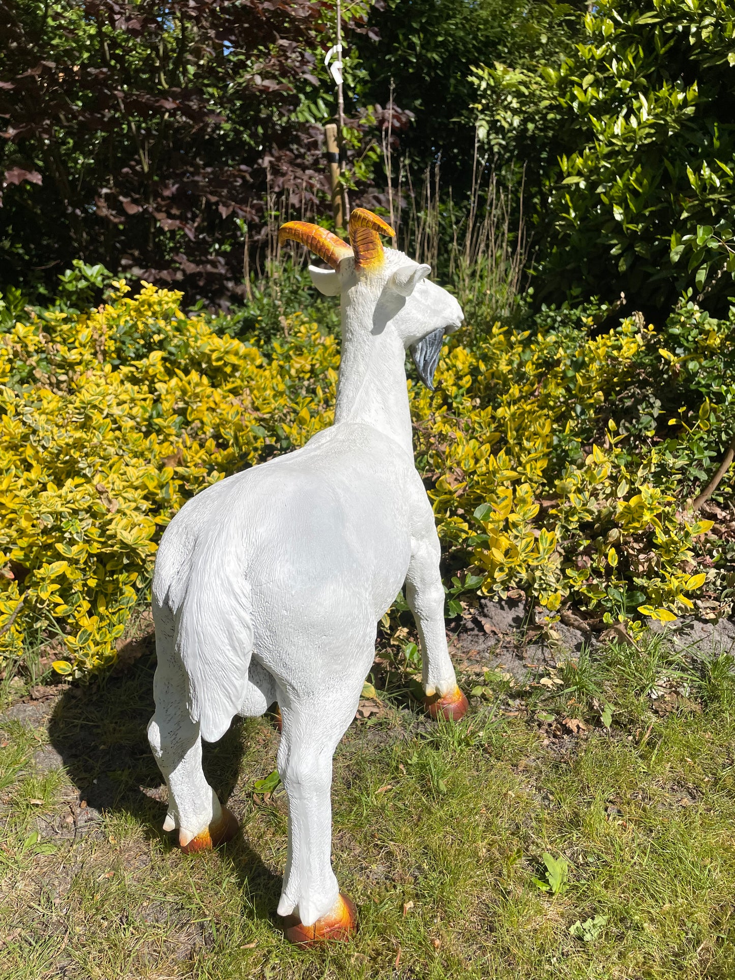 Beeld bok, Geit gele hoorns tuin, gazon, boerderij 65cm
