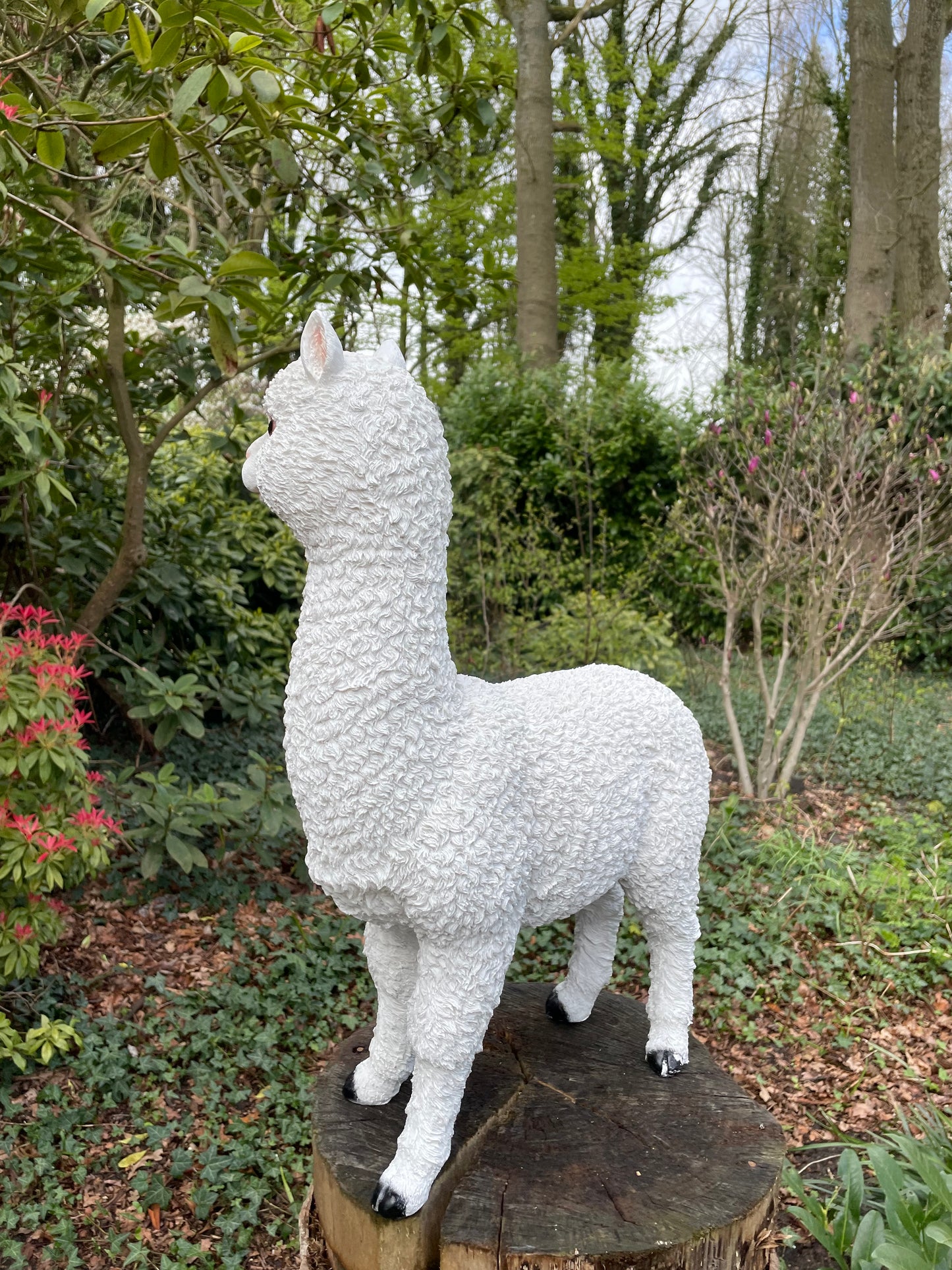 (Tuin)Beeld alpaca, lama, tuin, gazon, manege, boerderij 55cm