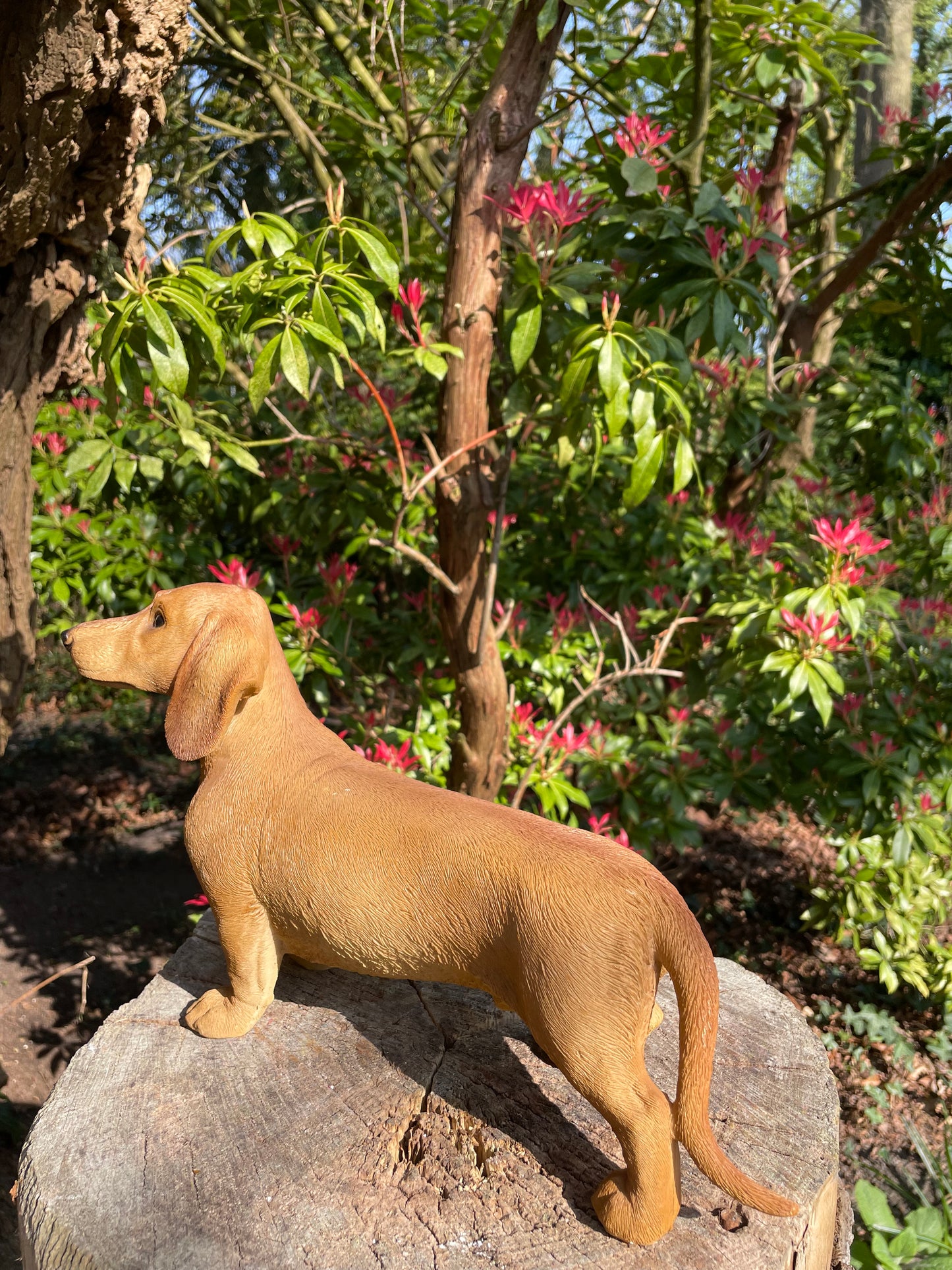 Beeld teckel, tekkel, staand licht hond, tuin, gazon 40 cm