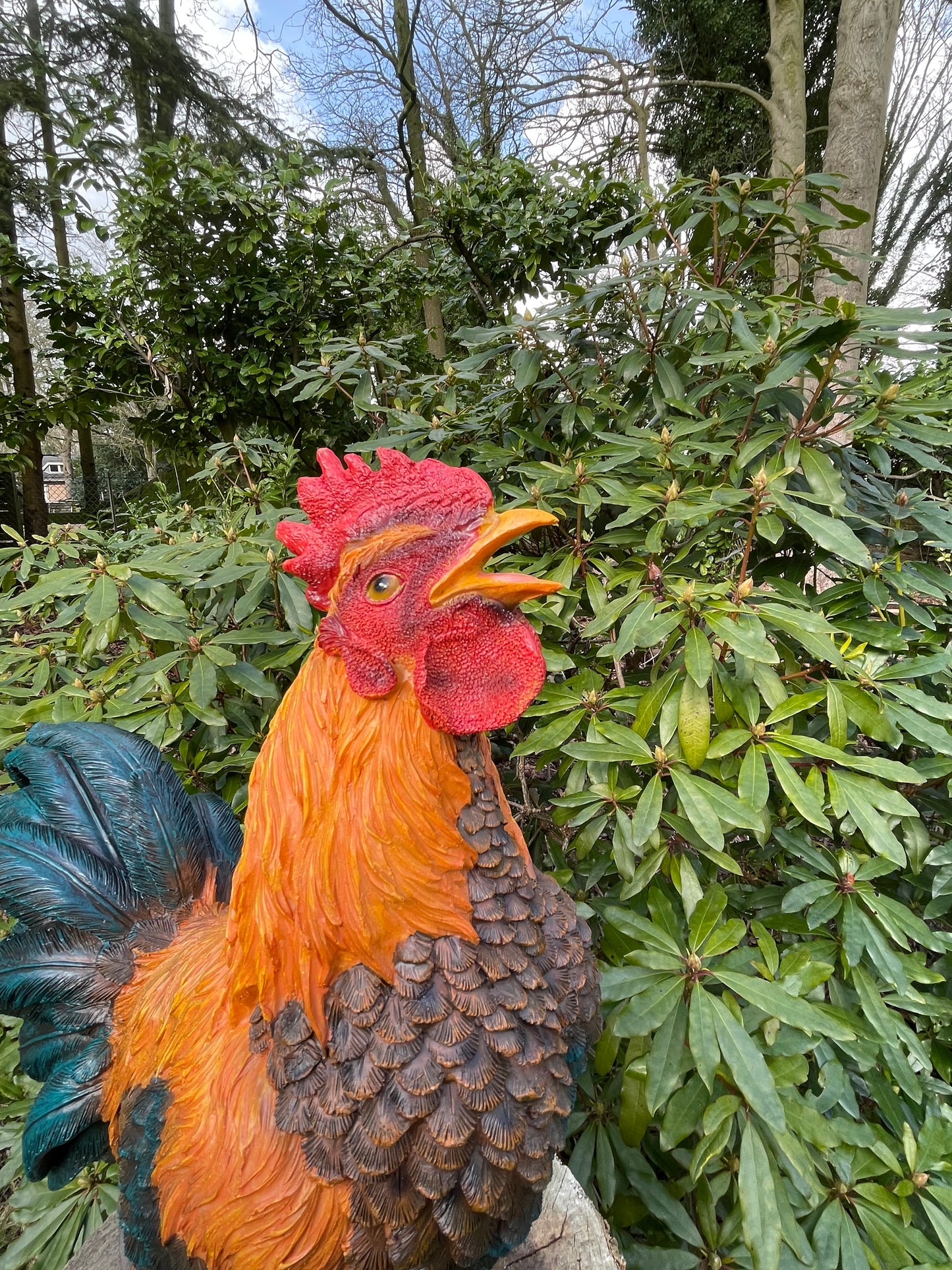 Beeld Haan, tuin, vijver, gazon, boerderij 50cm
