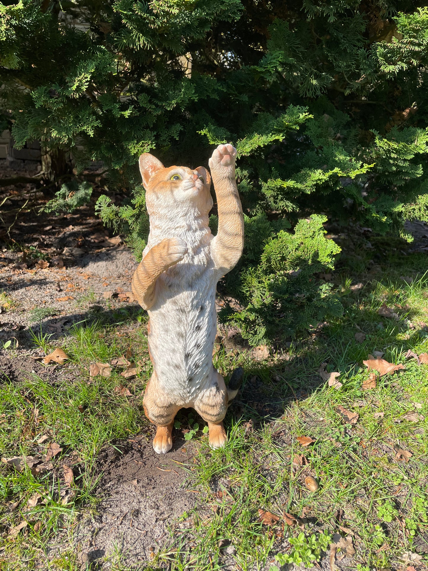 Poes, kat, tuin, gazon, kitten, boerderij 50cm