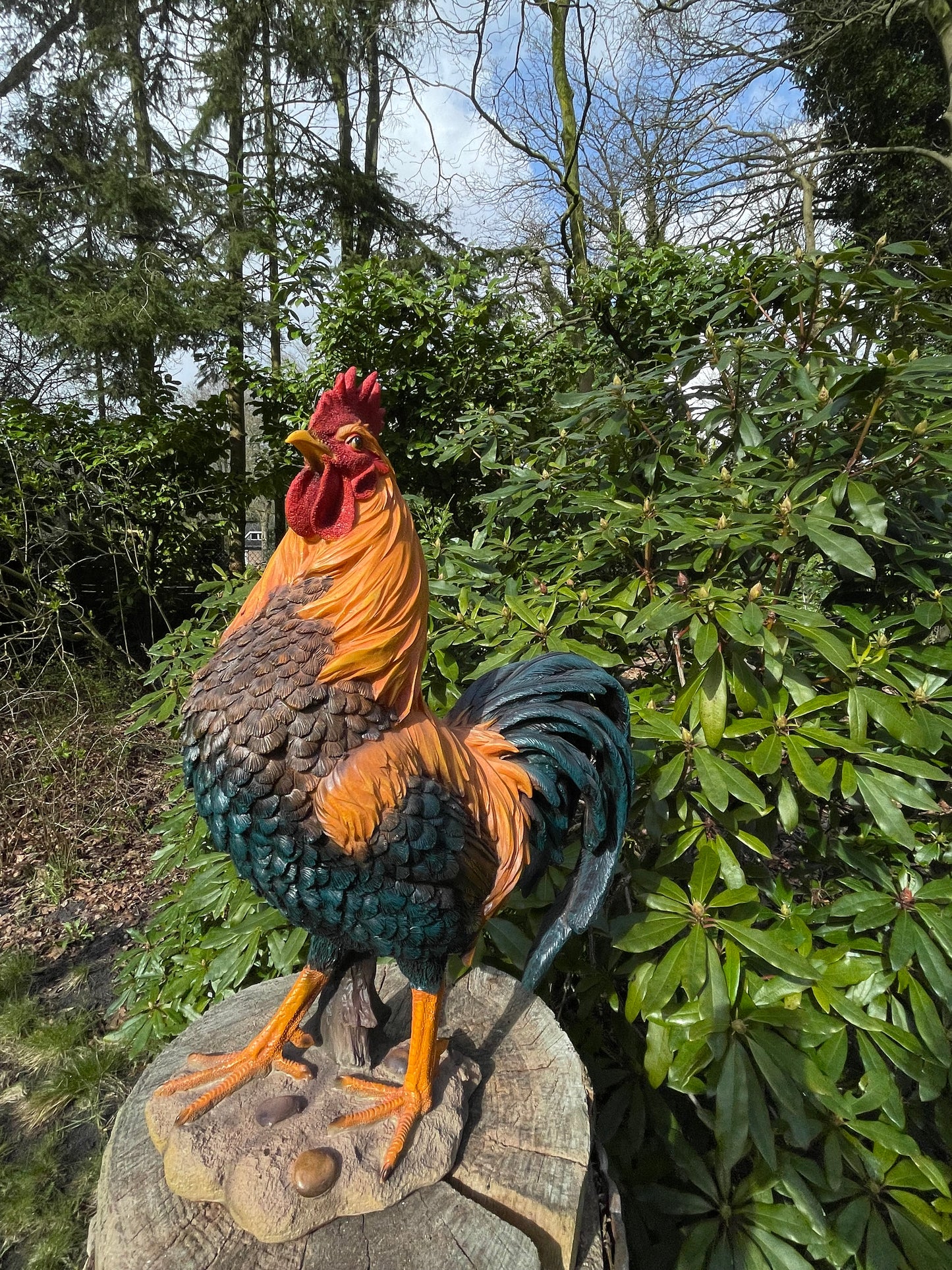 Beeld Haan, tuin, vijver, gazon, boerderij 50cm