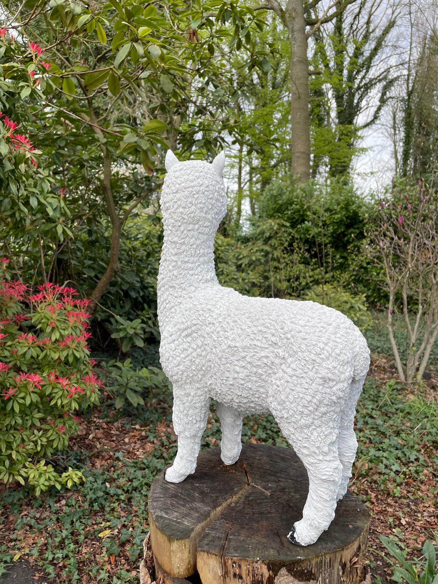 (Tuin)Beeld alpaca, lama, tuin, gazon, manege, boerderij 55cm