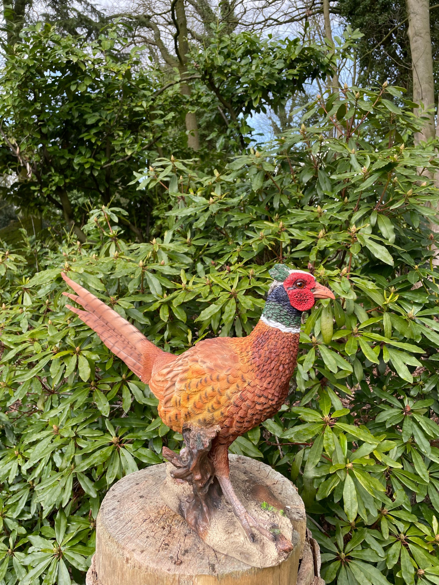 Beeld fazant, tuin, vijver, gazon, boerderij 80cm