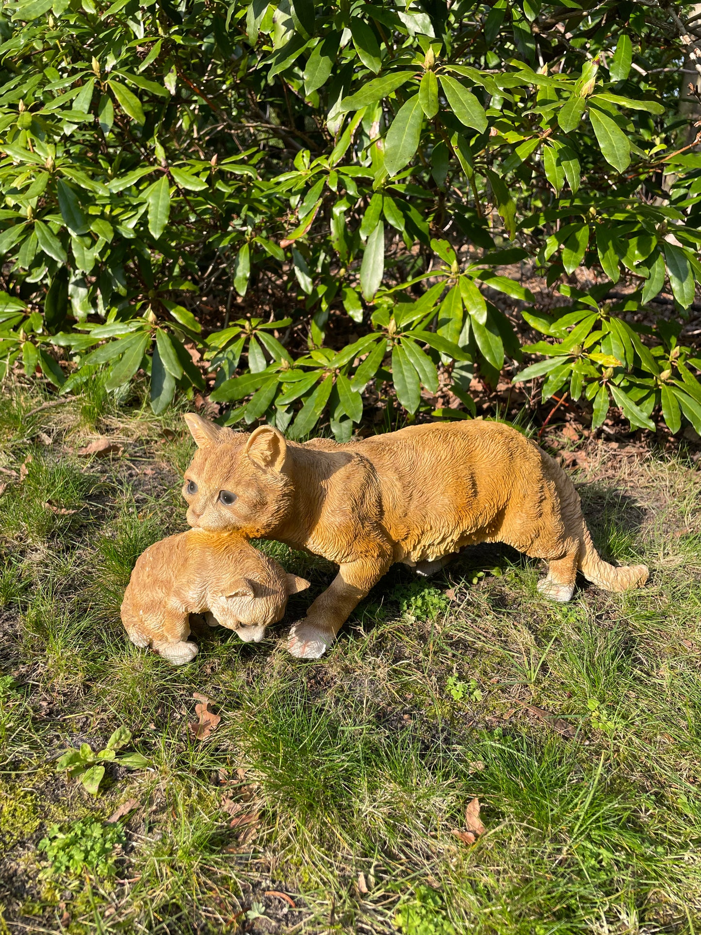 Poes, kat, tuin, gazon, kitten, boerderij 50cm