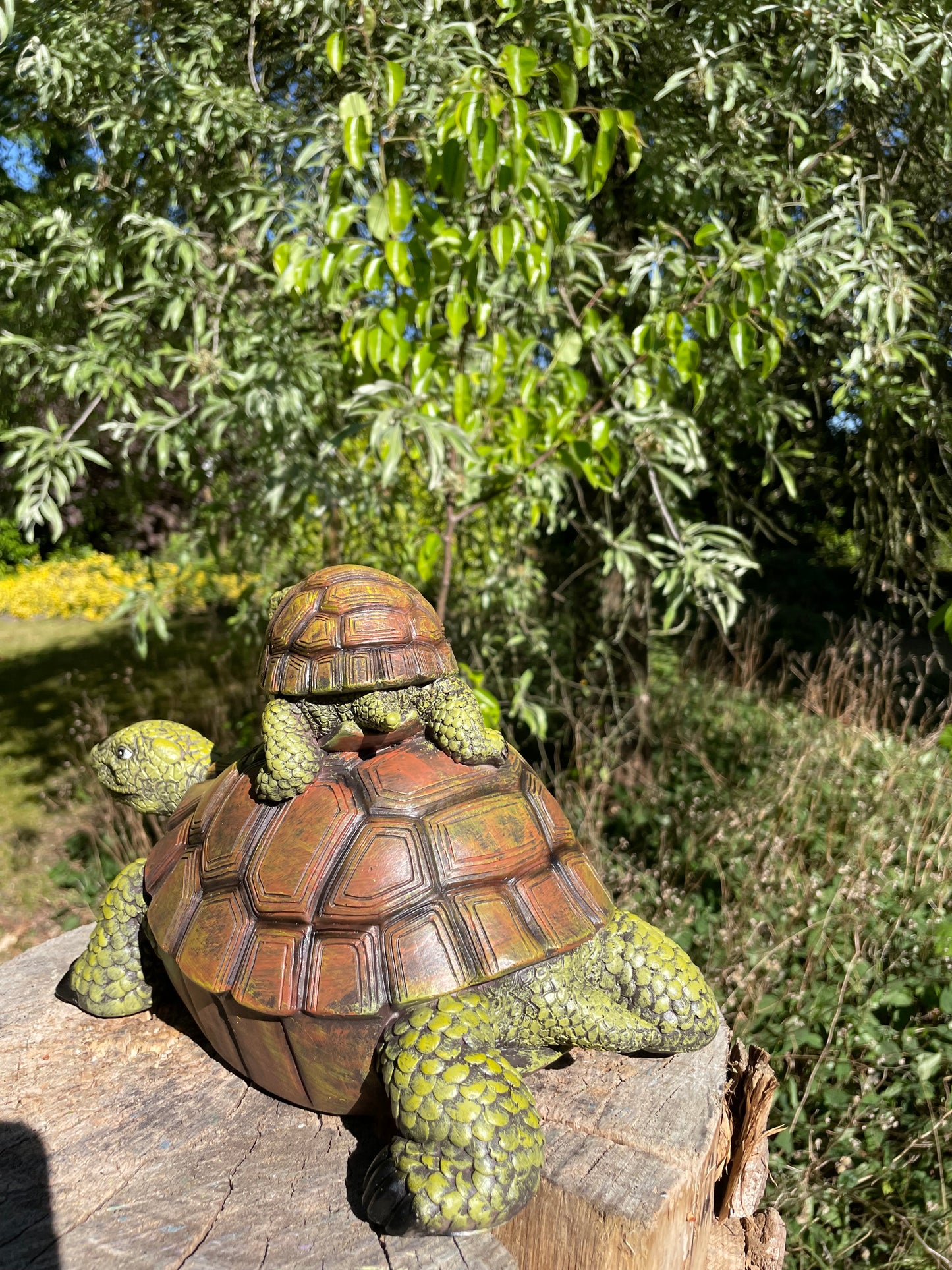 Baby schildpad, gazon, tuin, vijver, 30 cm