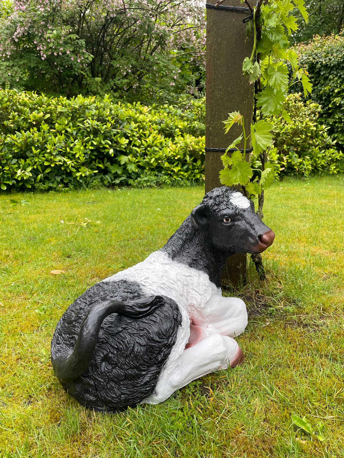 Koe kalf tuin, vijver, boerderij, dierentuin 75cm