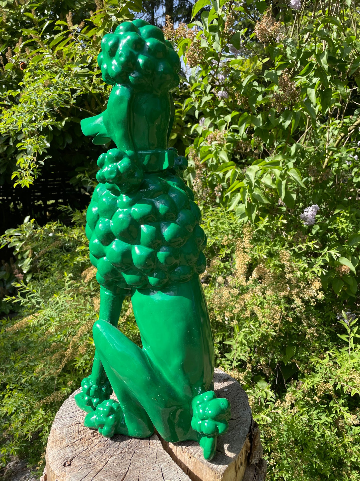 hond poedel abstract Groen, tuin, gazon  60cm