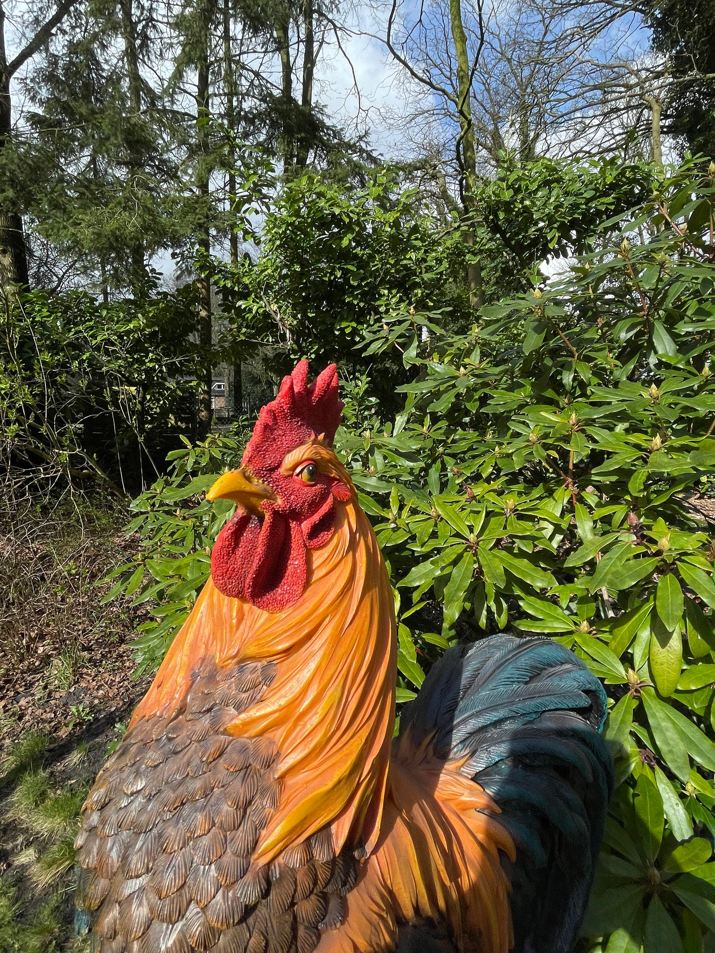 Beeld Haan, tuin, vijver, gazon, boerderij 50cm