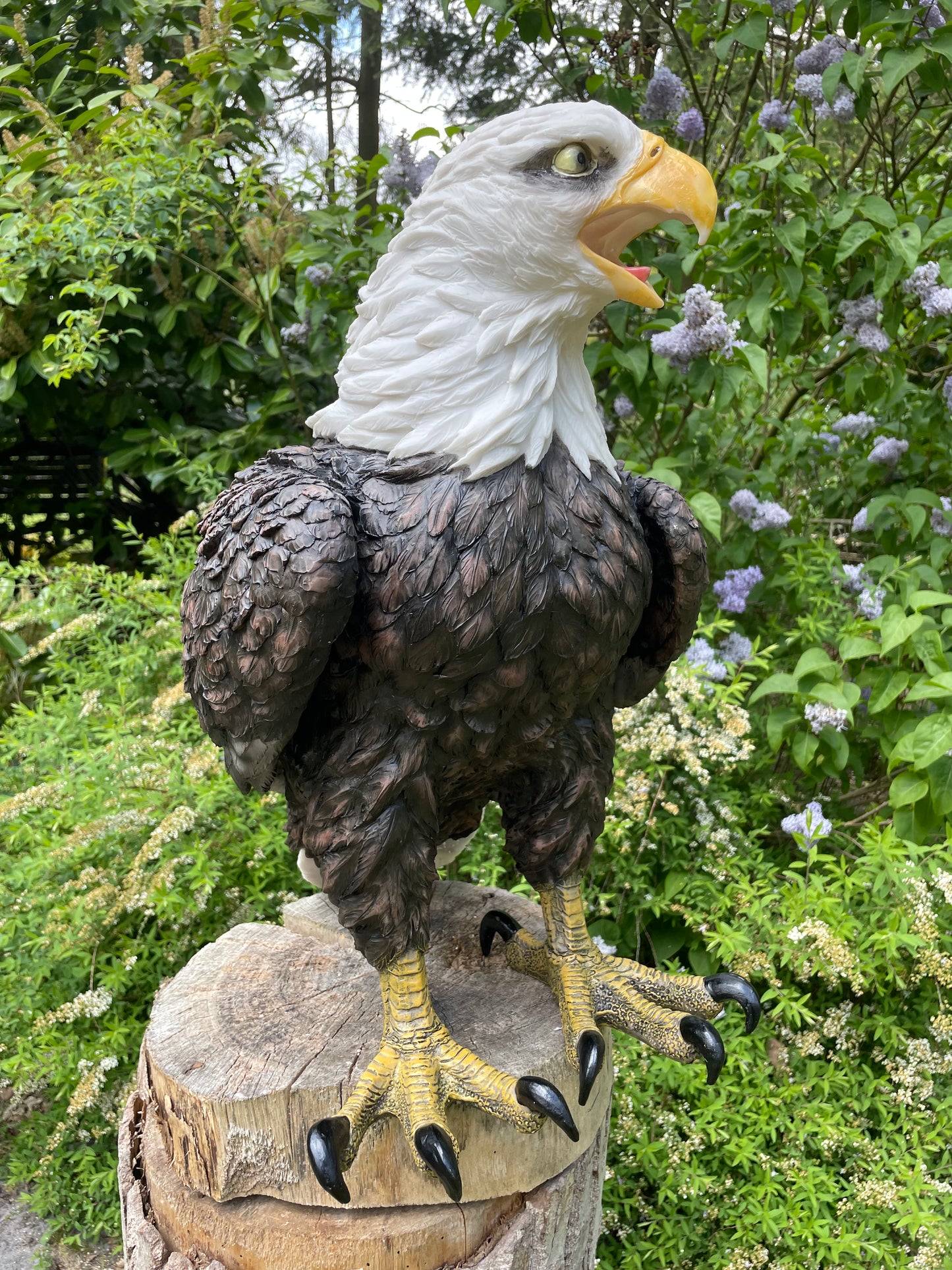 Beeld Arend groot, gazon, tuin, vijver, dierentuin 55cm
