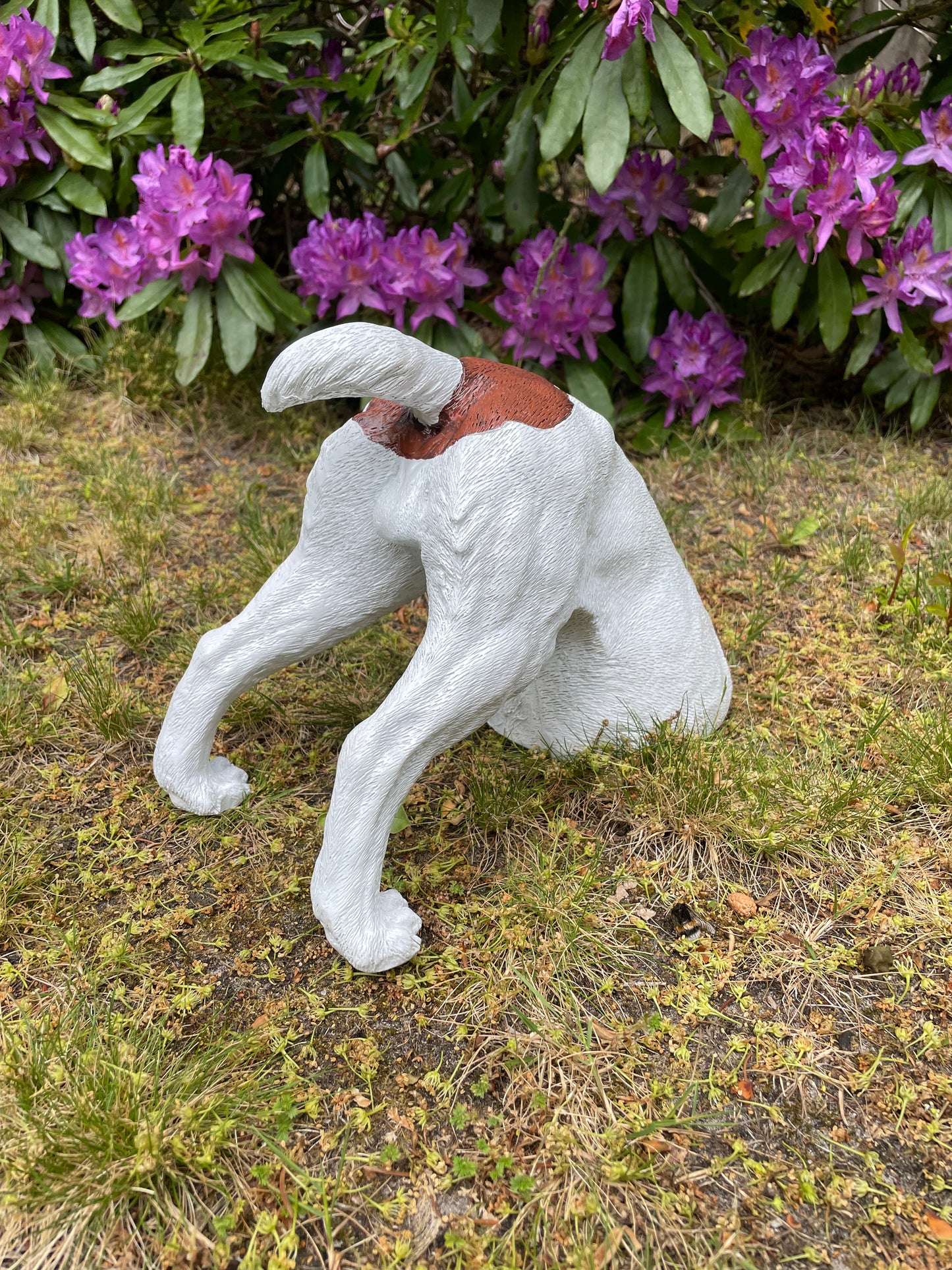 Beeld Jack Russel hond wit/bruin tuin, gazon, boerderij 30cm