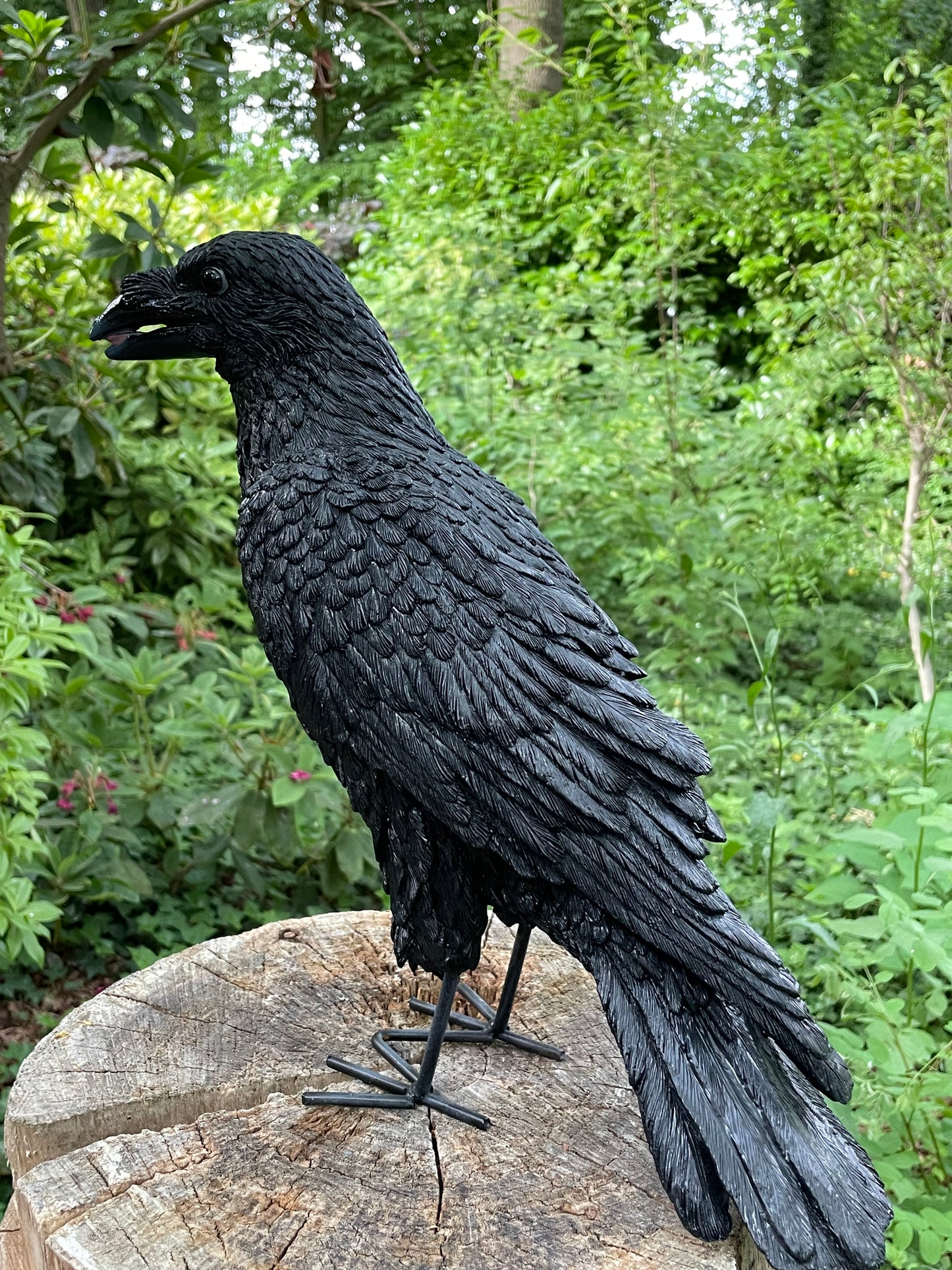 Kraai, Raaf, gazon, tuin, boerderij 35cm