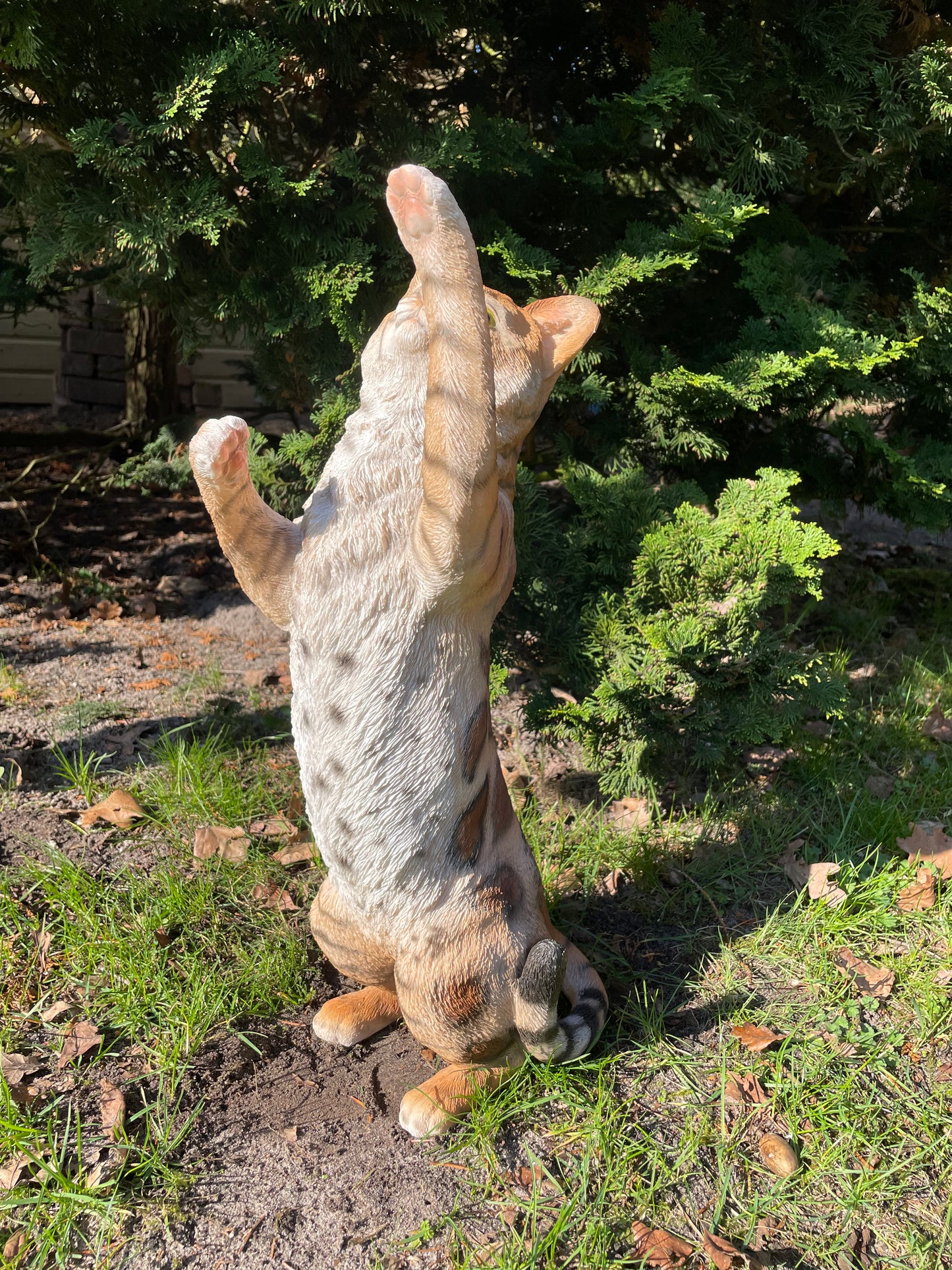 Poes, kat, tuin, gazon, kitten, boerderij 50cm