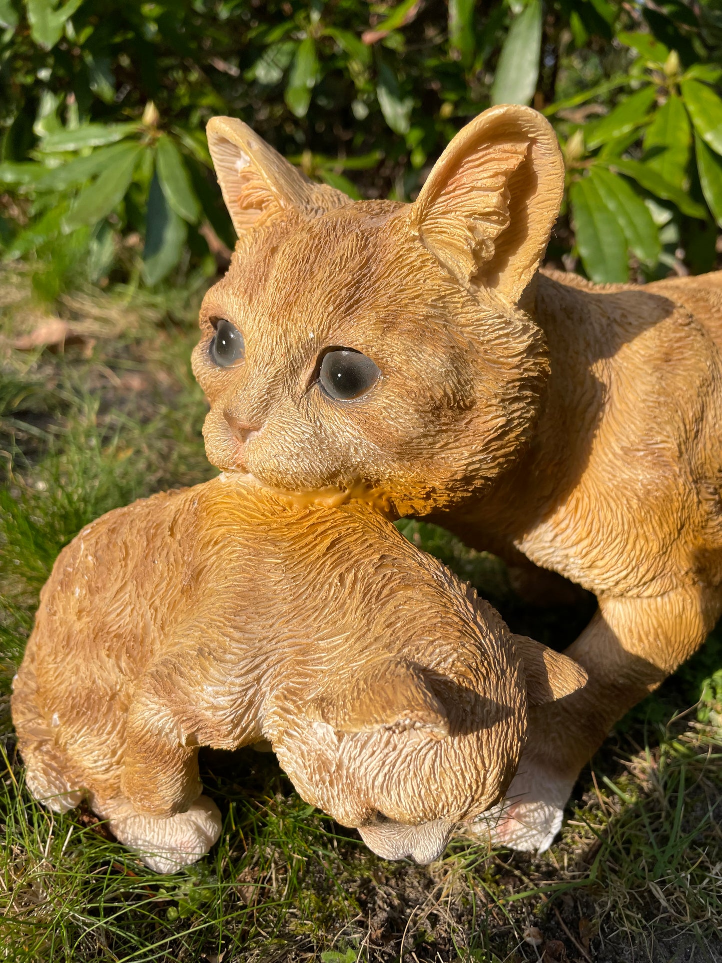Poes, kat, tuin, gazon, kitten, boerderij 50cm